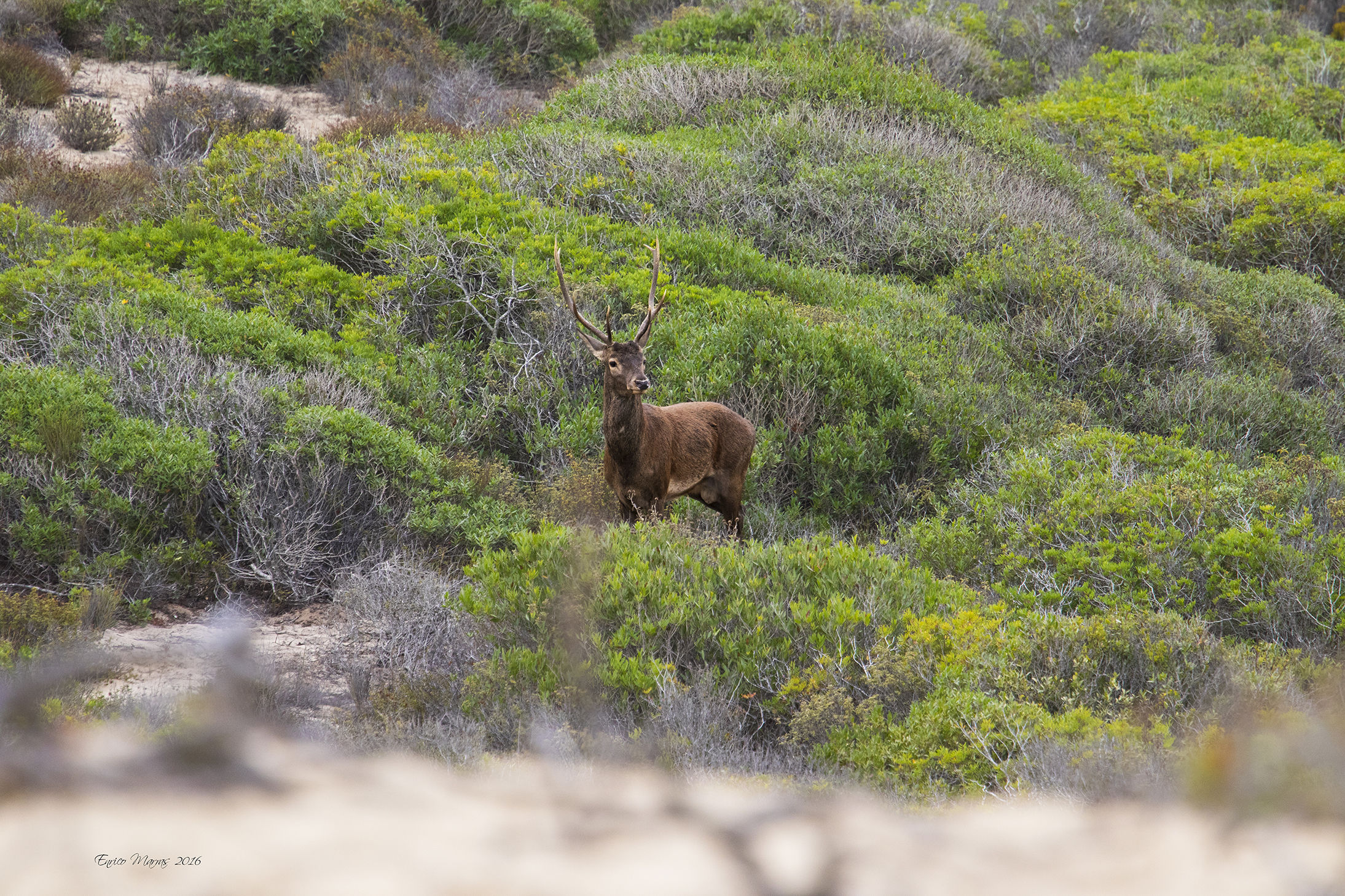 My first Sardo deer!