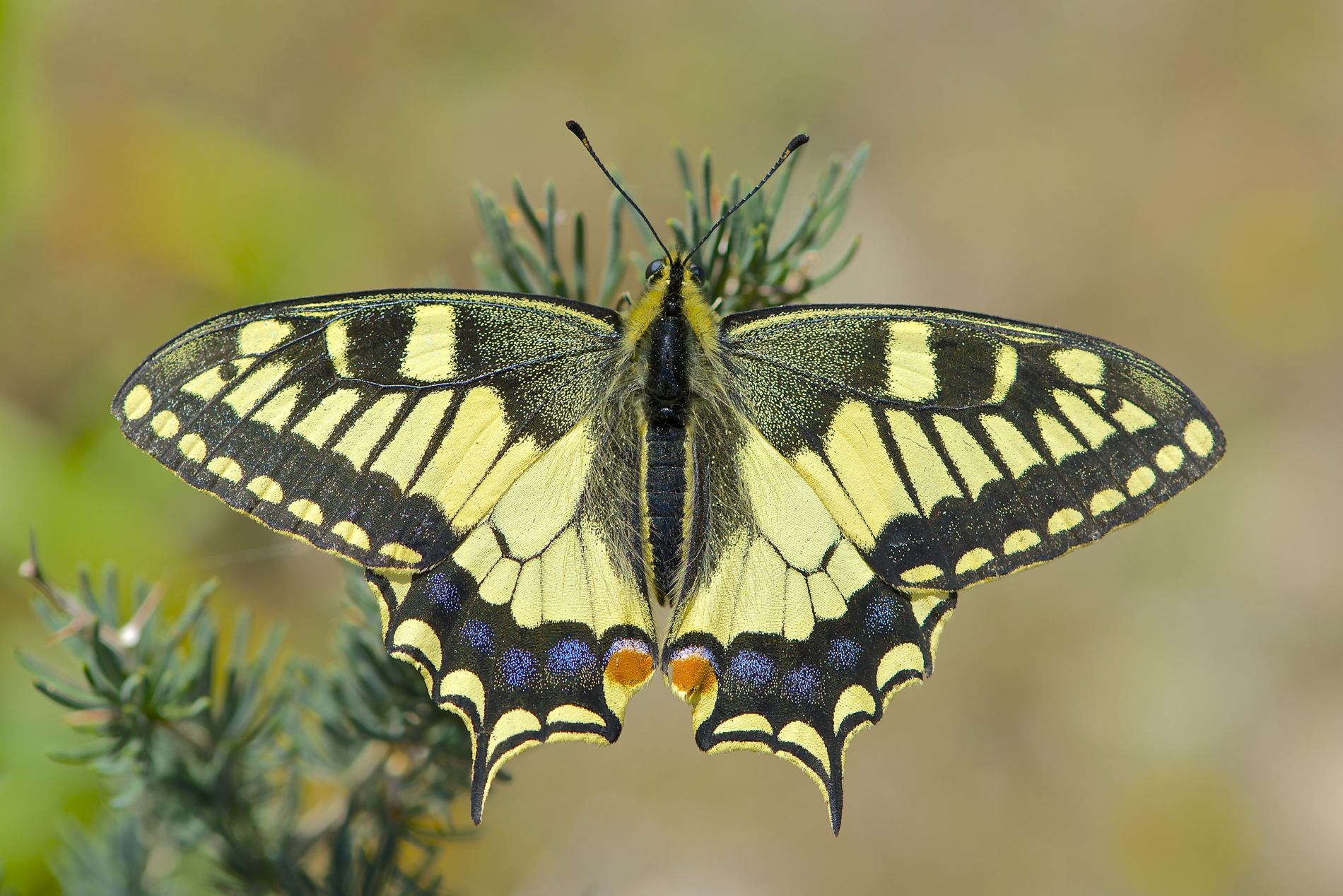 Papilio machaon