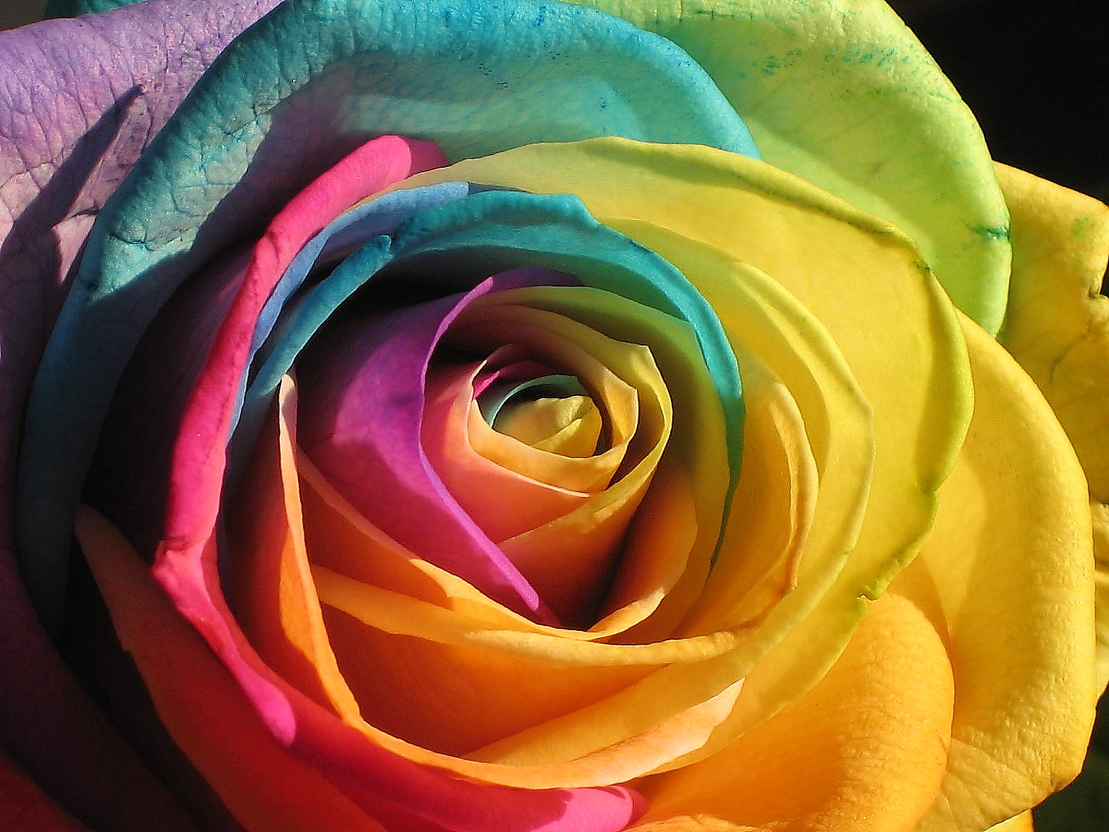 rosa rainbow