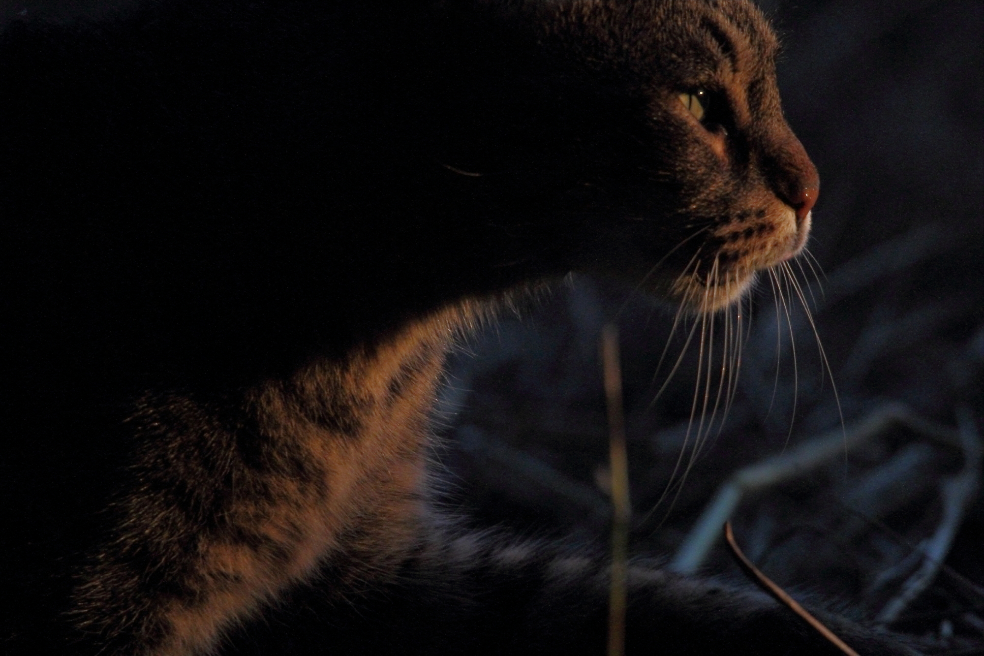 The beast, and 'hunt