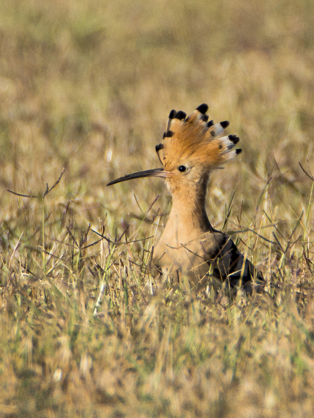 Hoopoe