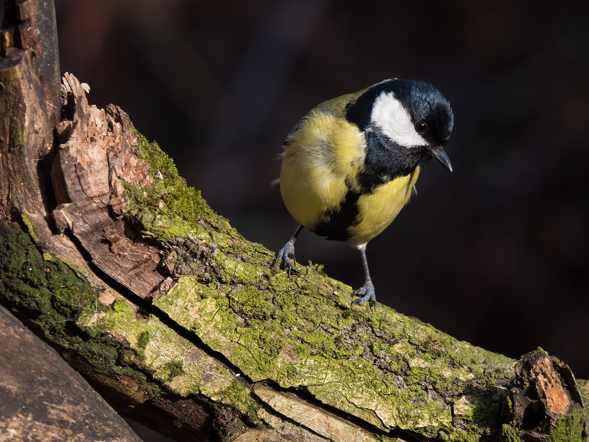 Great Tit
