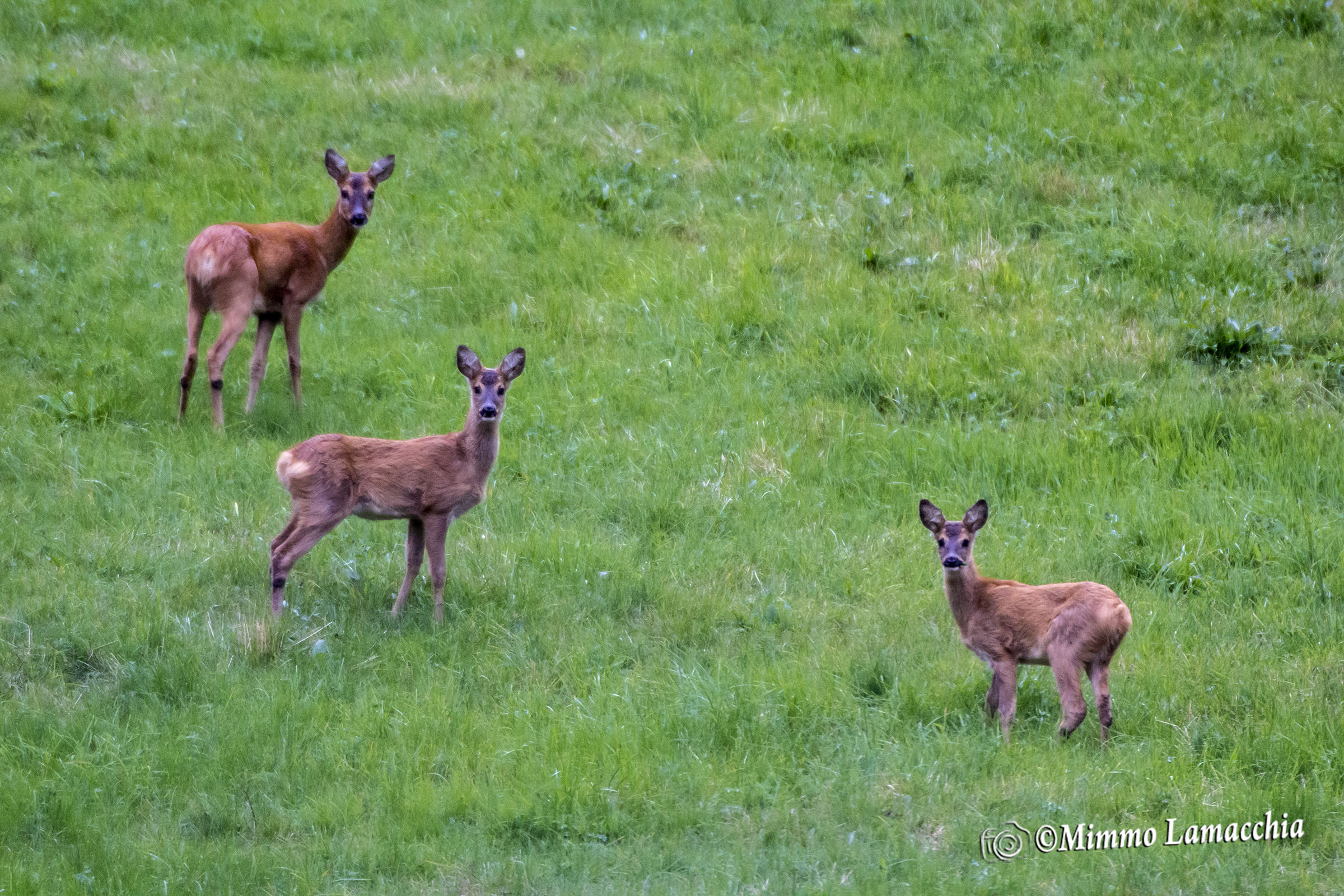 Guardate qui nell'obiettivo... un bel sorriso, cis!