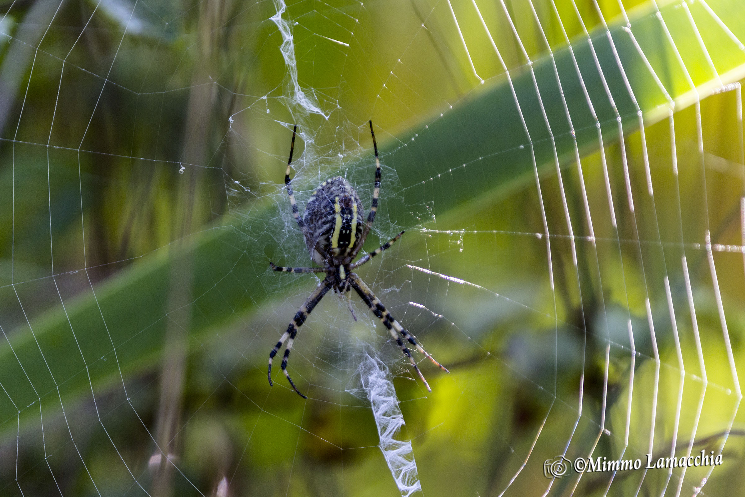 L'attesa del Ragno ape