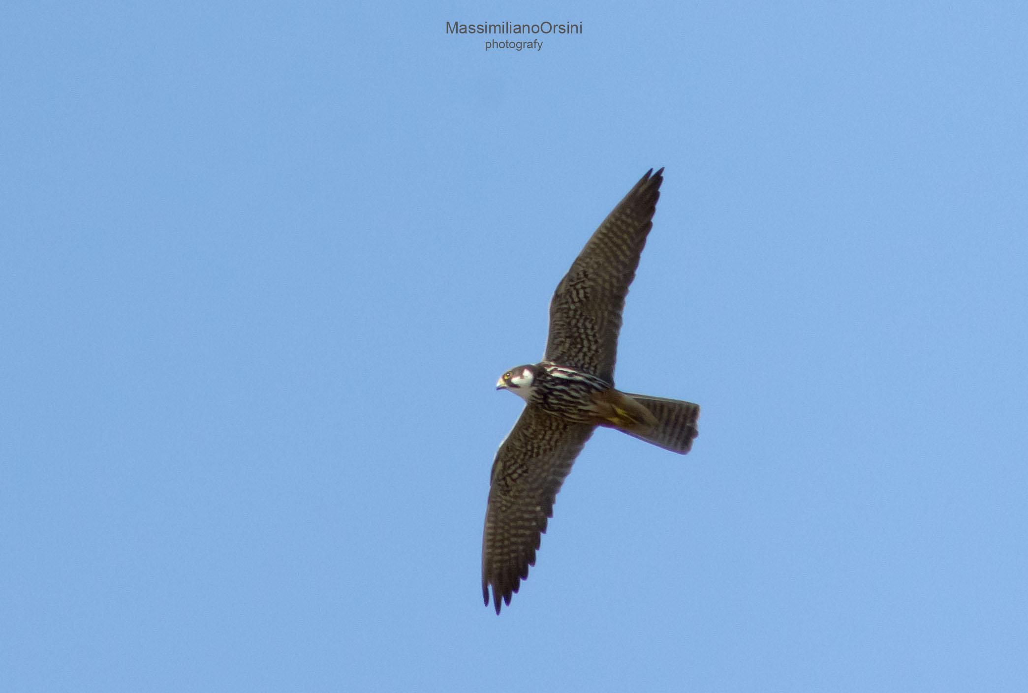 Lodolaio (Falco subbuteo  Linnaeus)