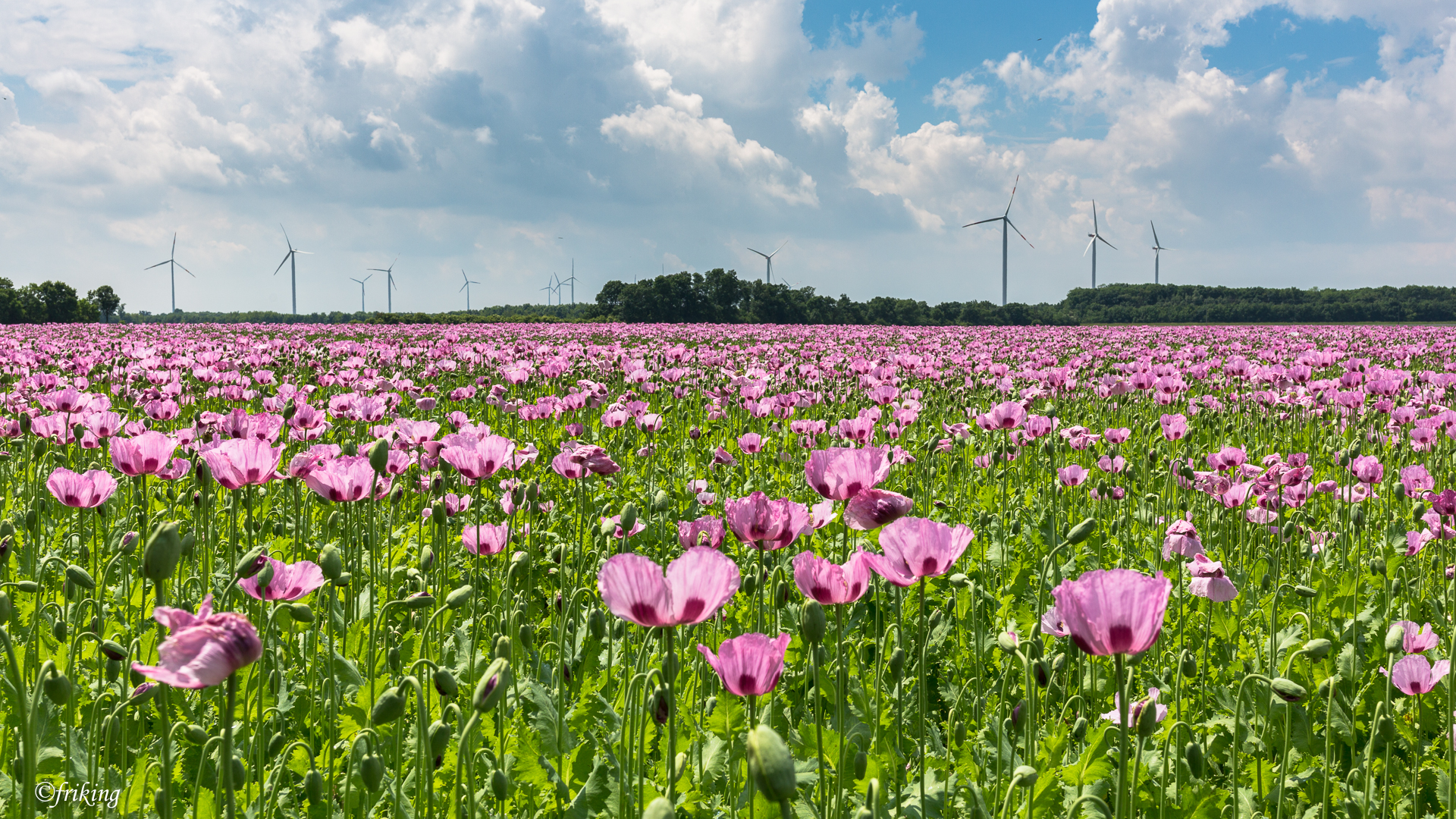 wind sunflowers