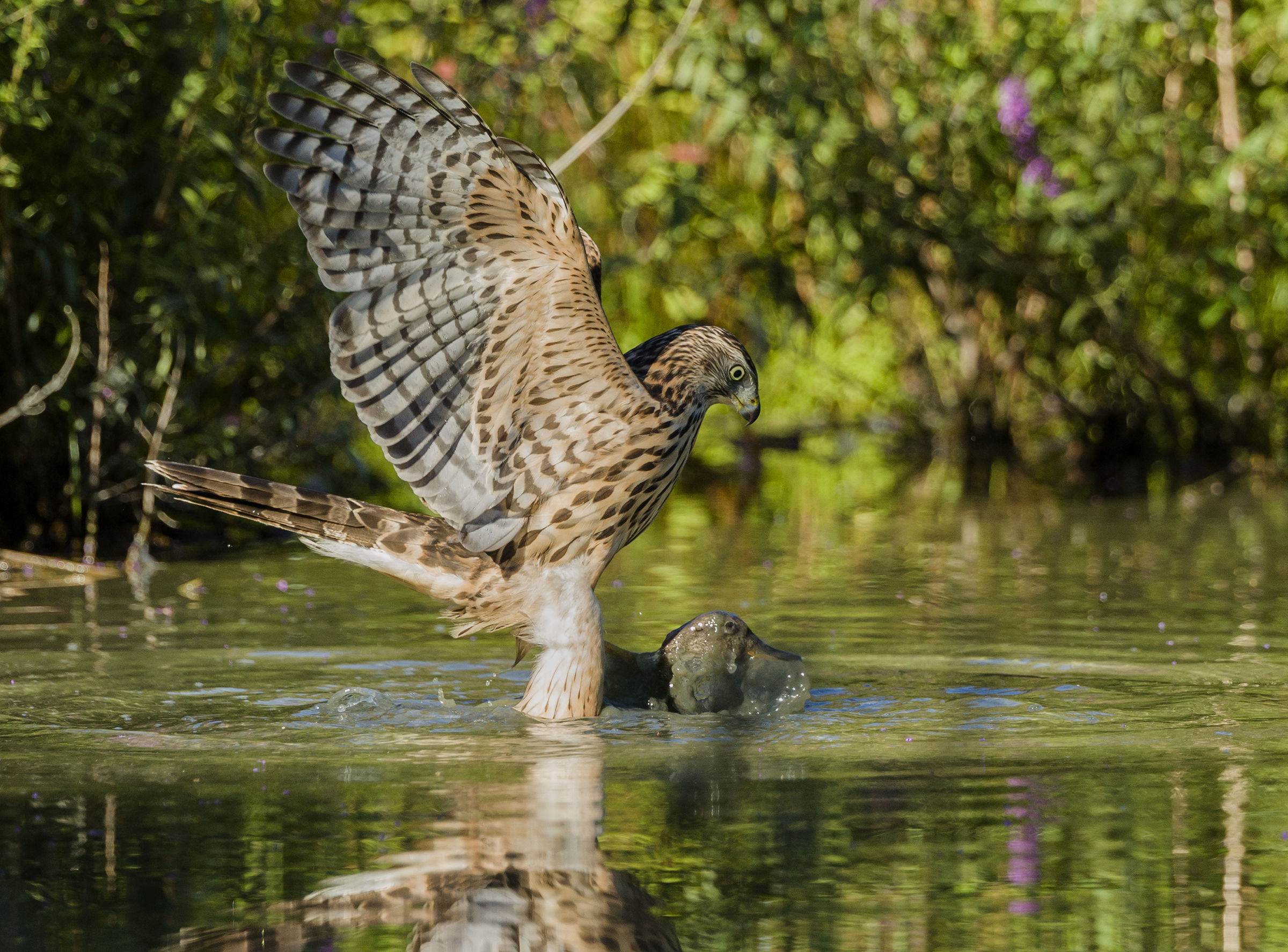 Goshawk with prey
