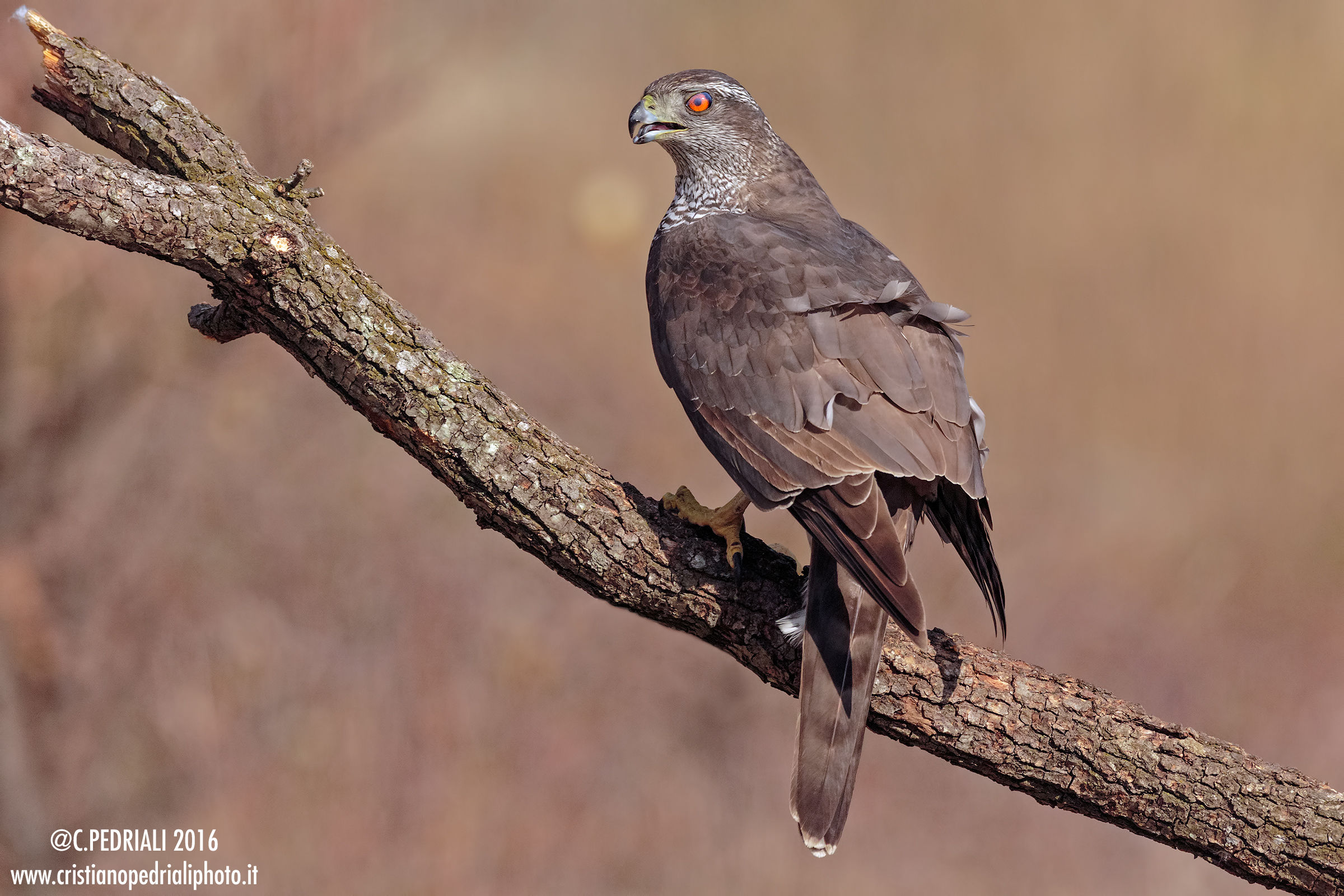La posa attenta dell'Astore