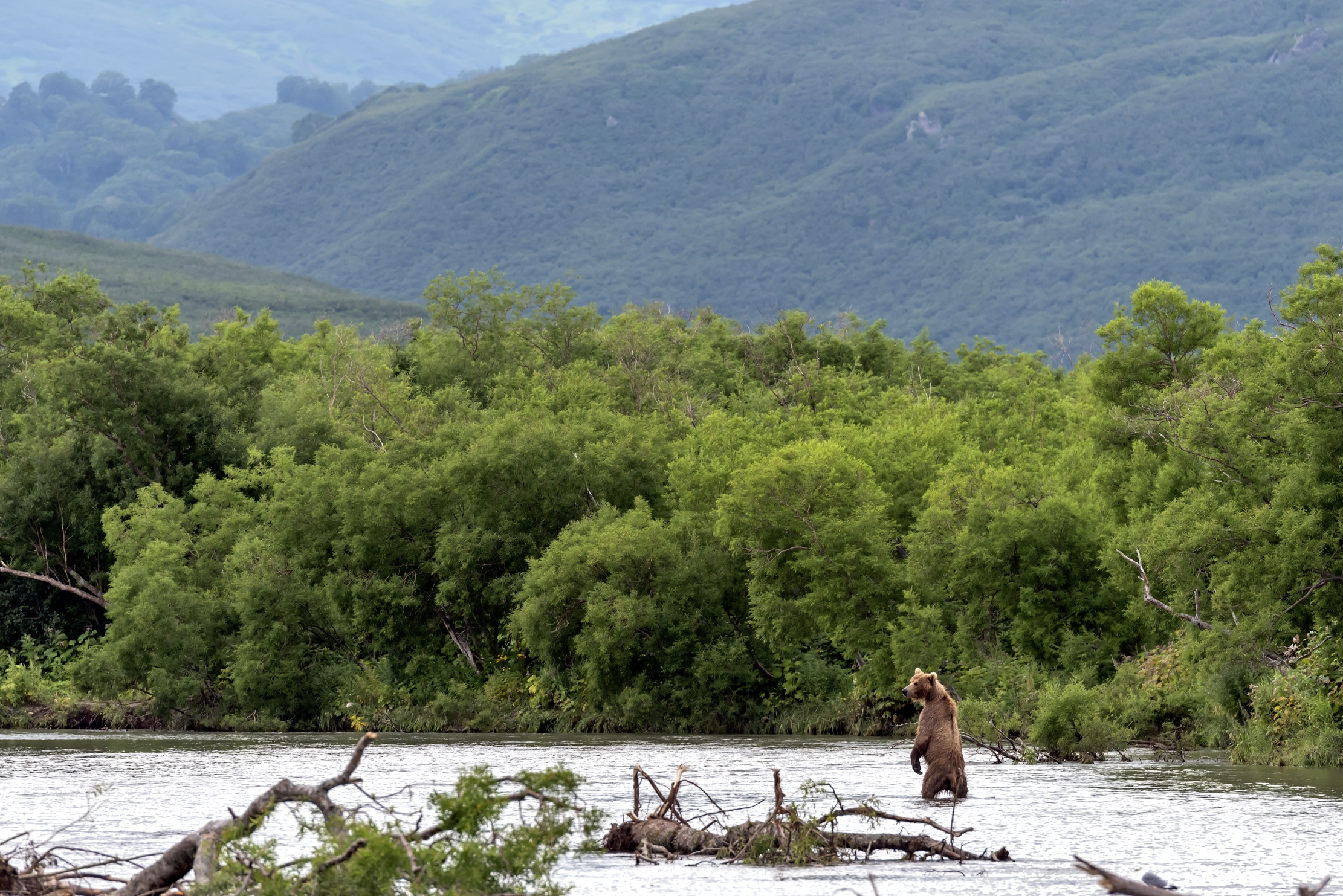 Kamchatka 2016 - Wild