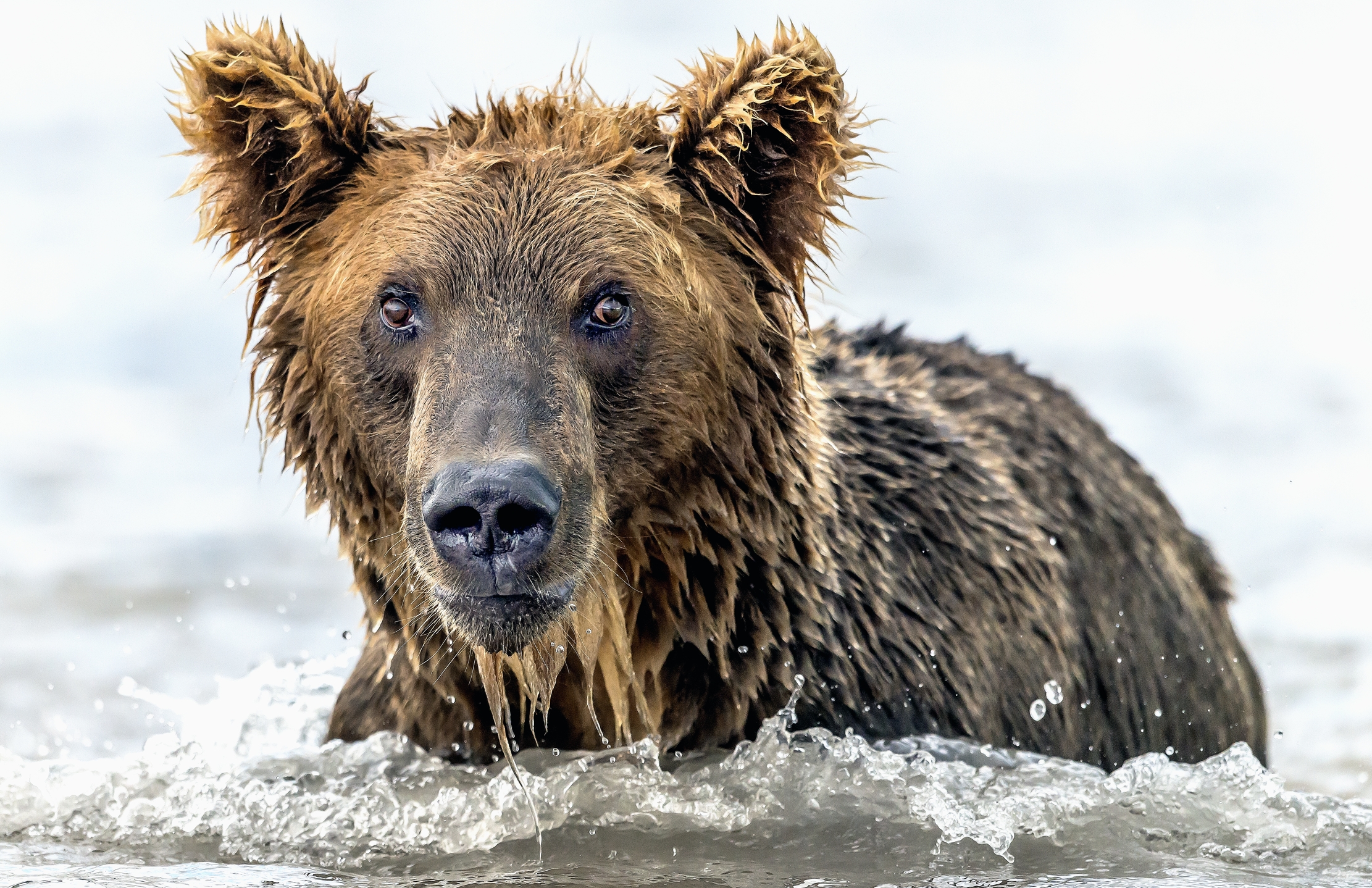 Kamchatka 2016 - Primo piano
