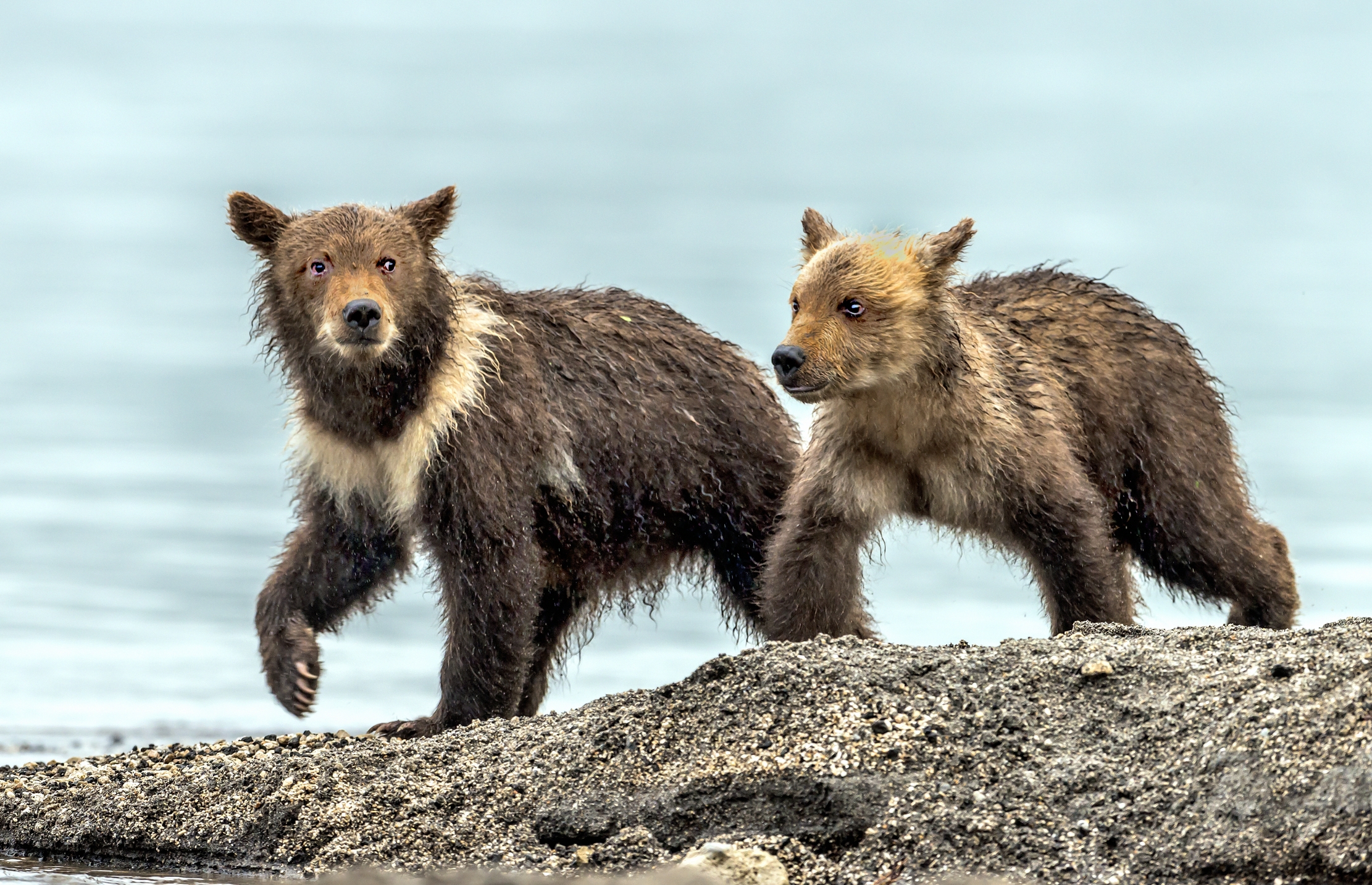 Kamchatka 2016 - Cub