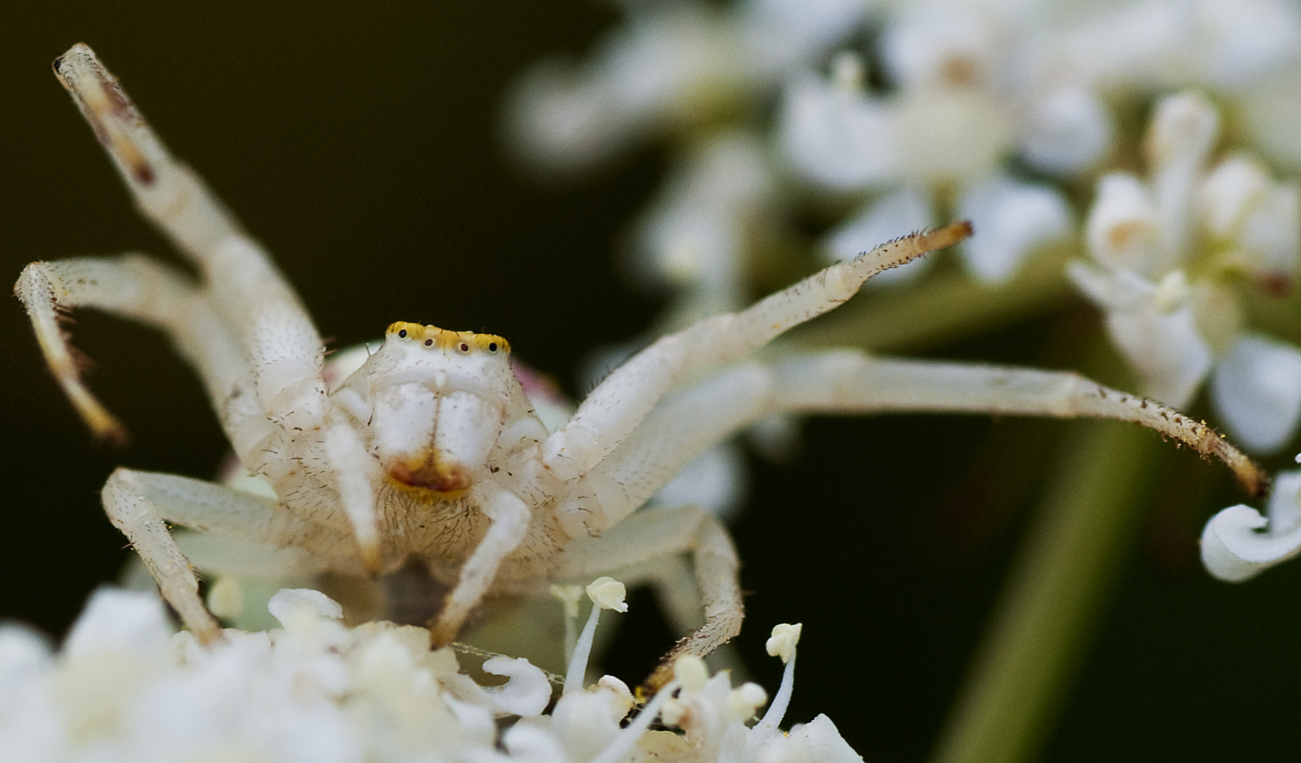 White Spider