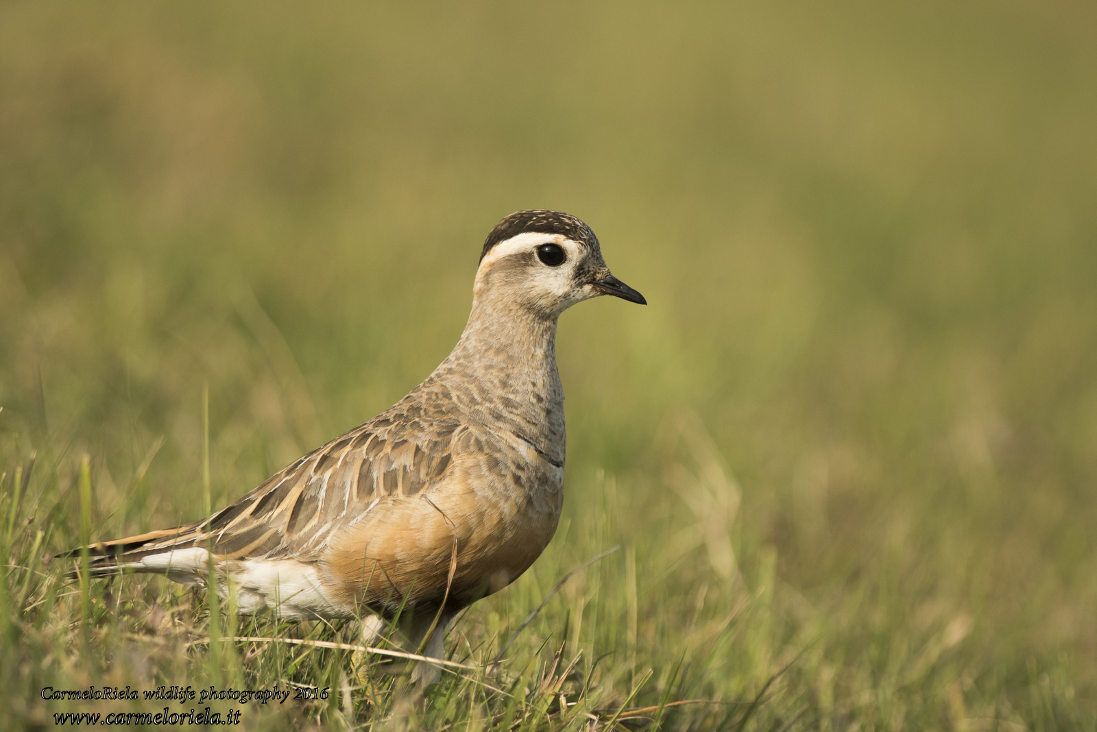 Piviere Tortolino(Charadrius Morinellus Linnaeus 1758)
