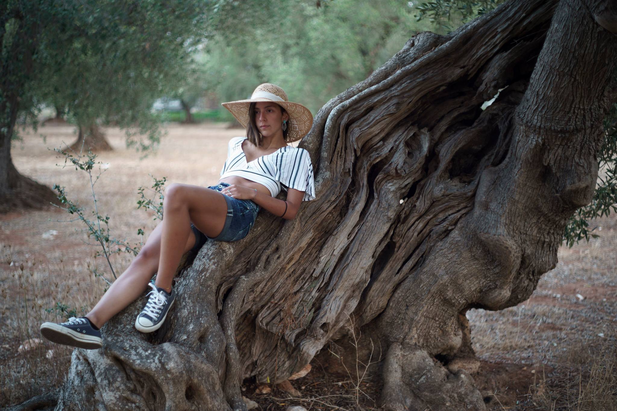 Aurora tra gli ulivi