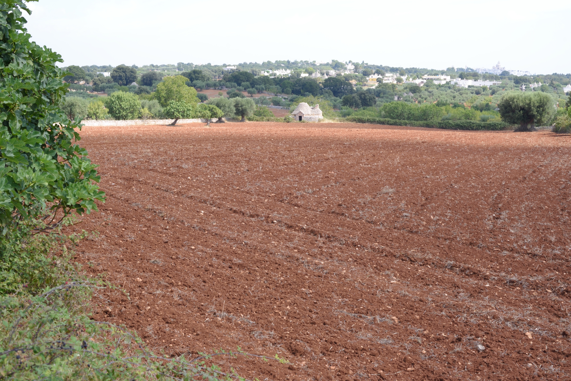 The campaigns of puglie