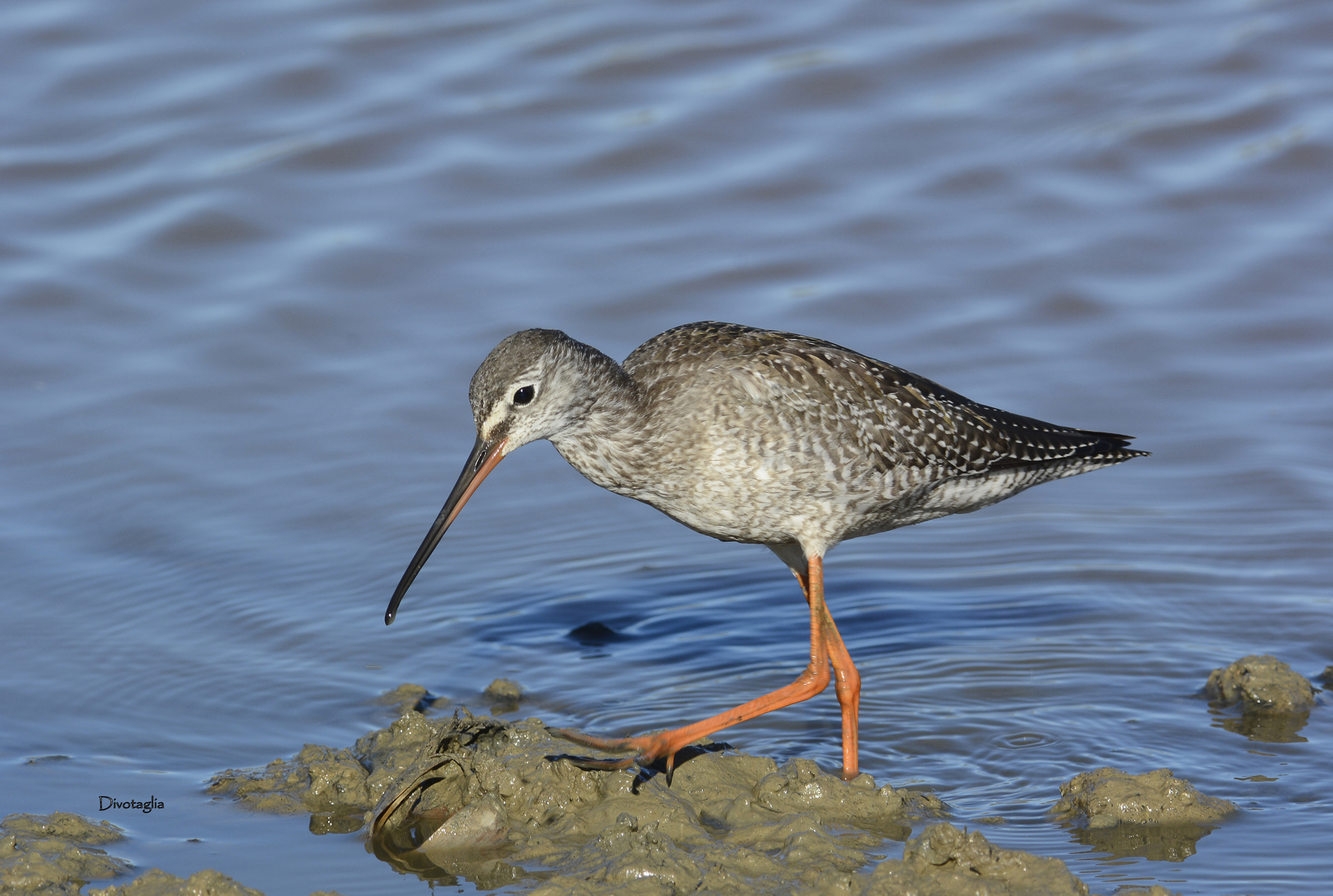 Redshank (Tringa totanus)