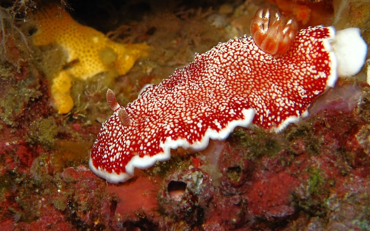 Nudibranco 406