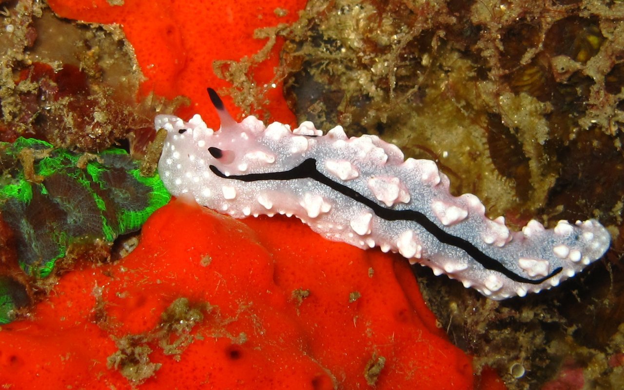 Nudibranco 578