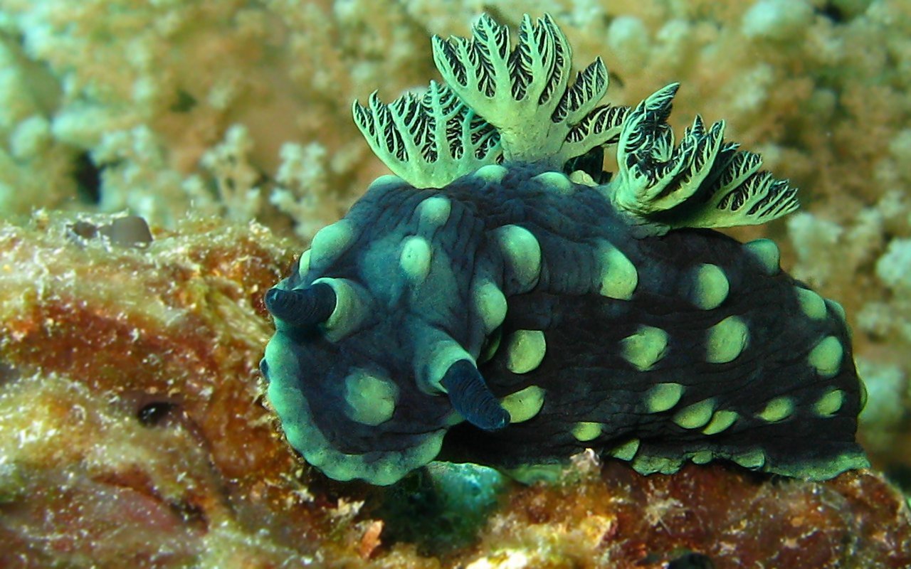 Nudibranco 409