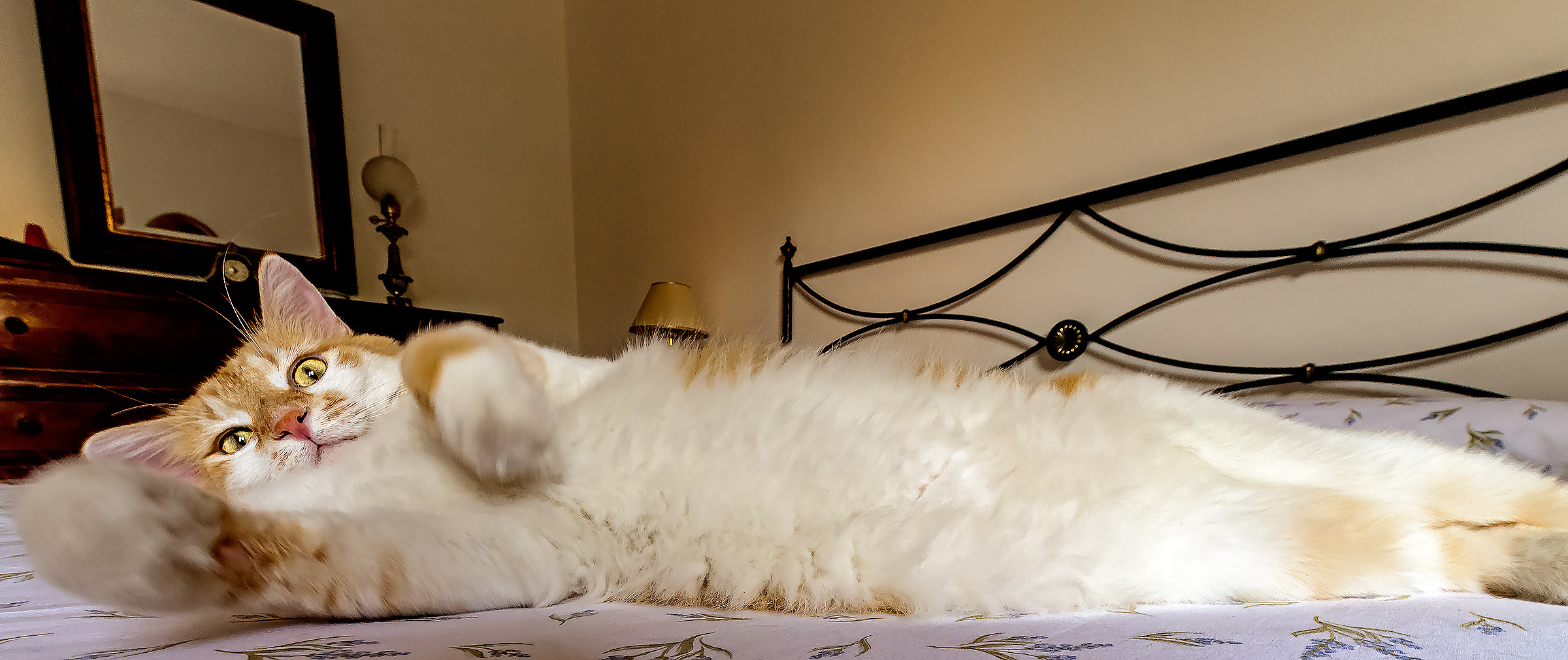 Heylàh! Vieni un po' qui, dai!