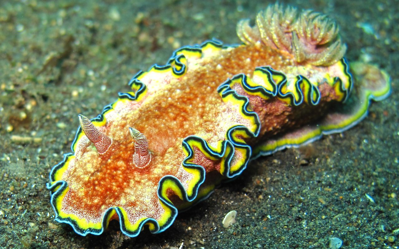 Nudibranco 572