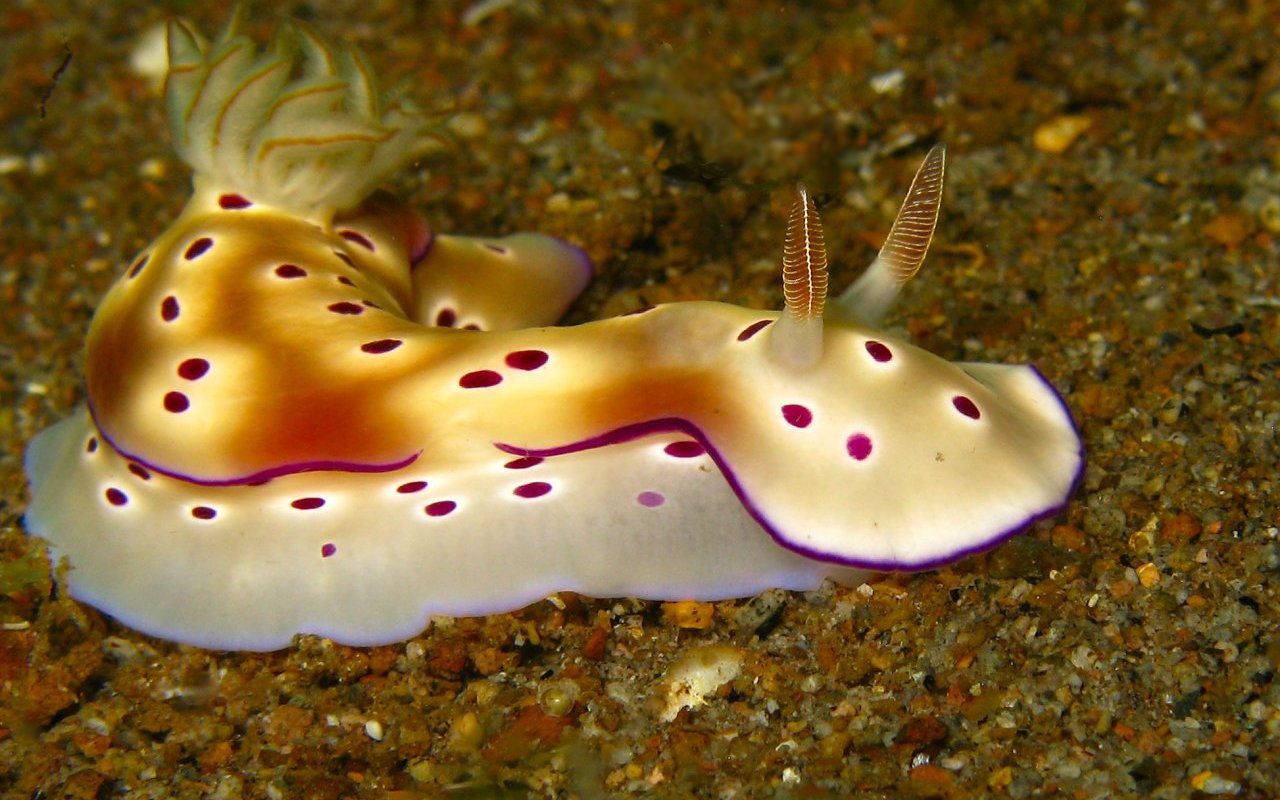 Nudibranco 408