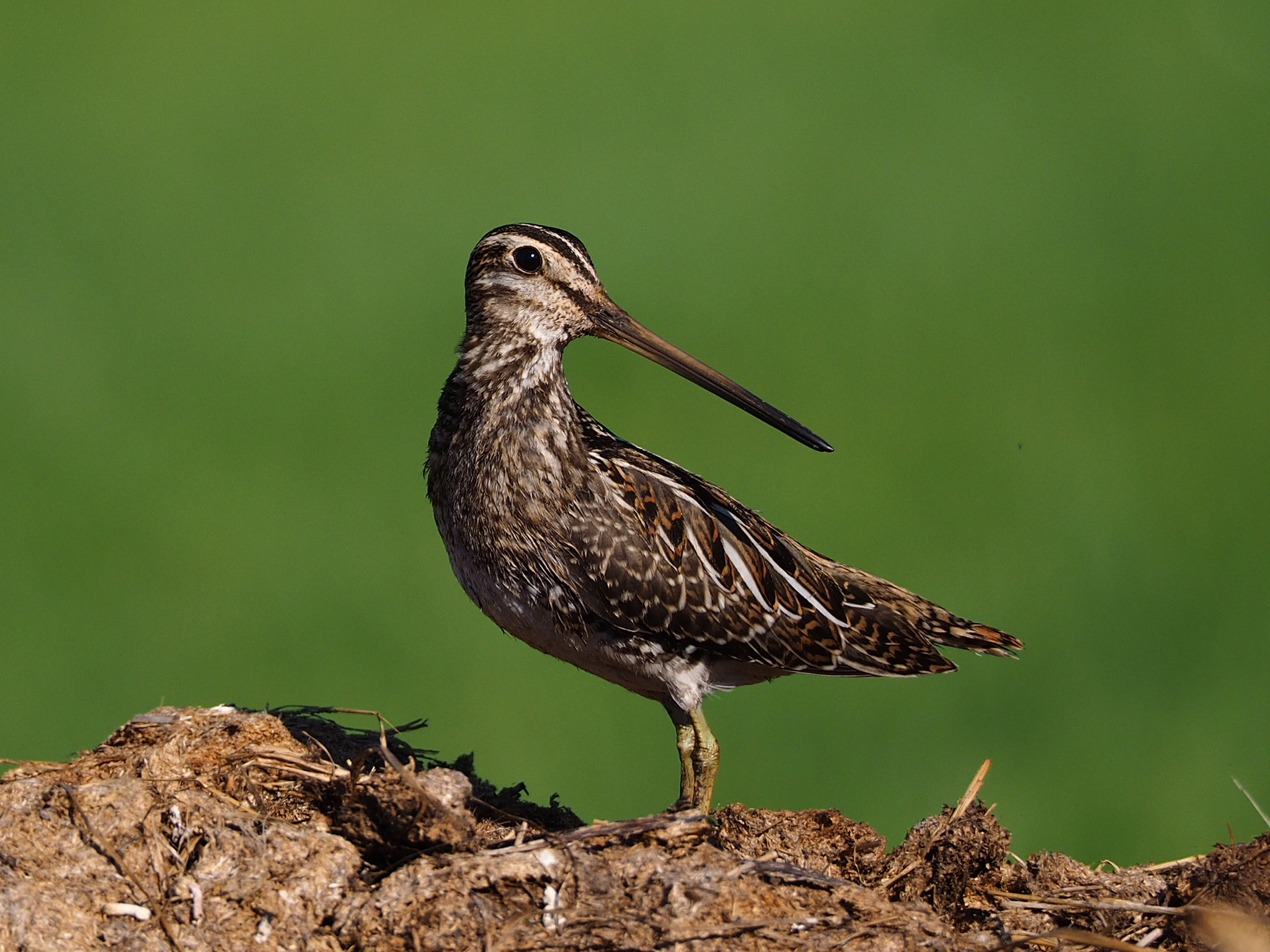 Snipe