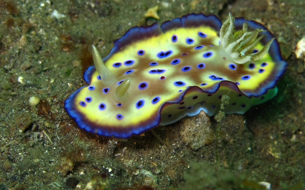 Nudibranco 136