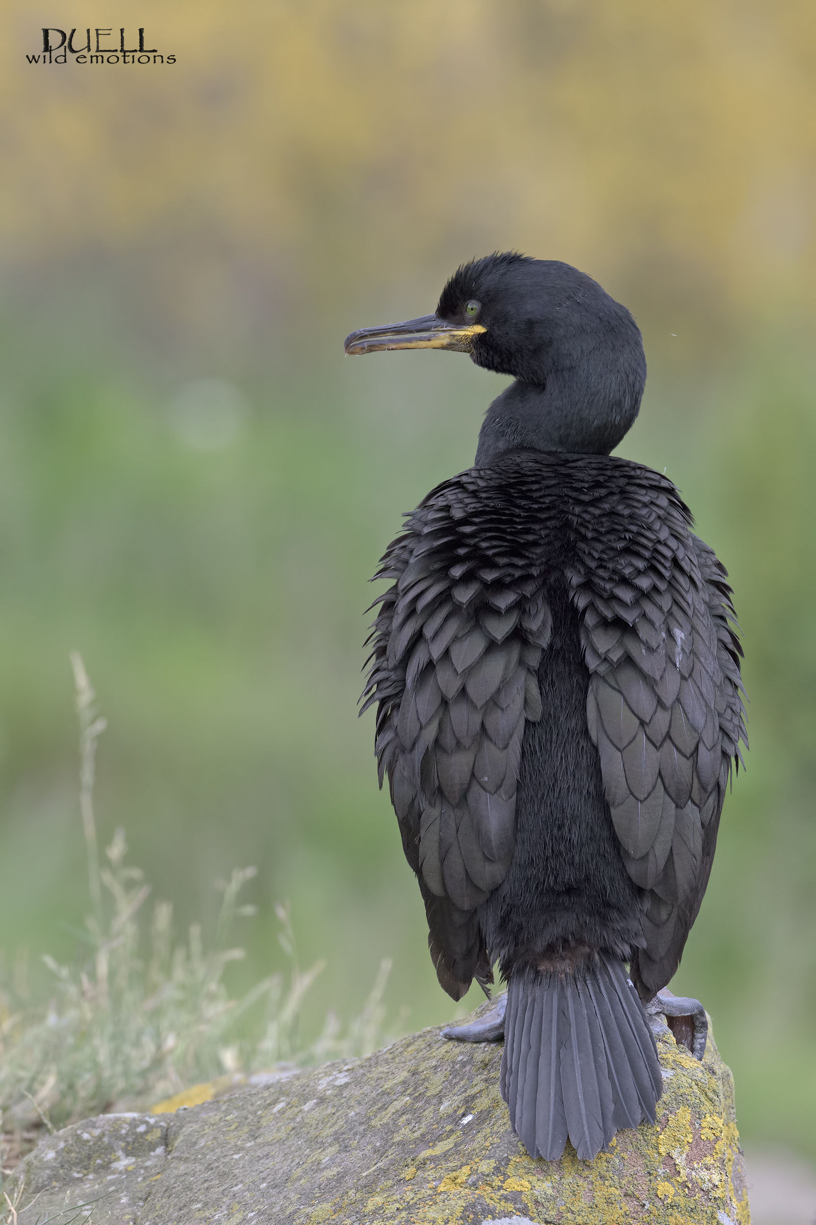 the rump of the cormorant