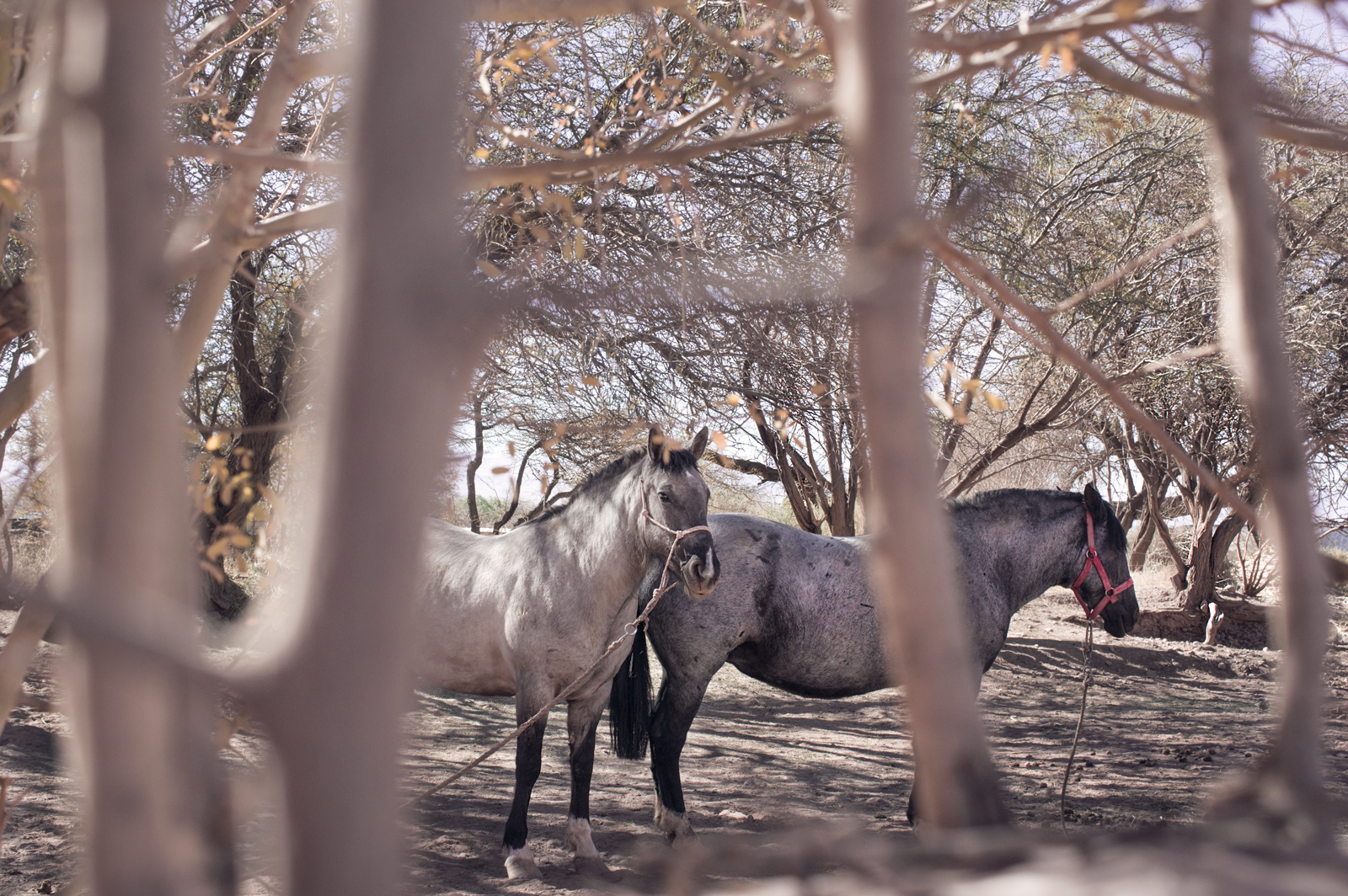 Atacama horses