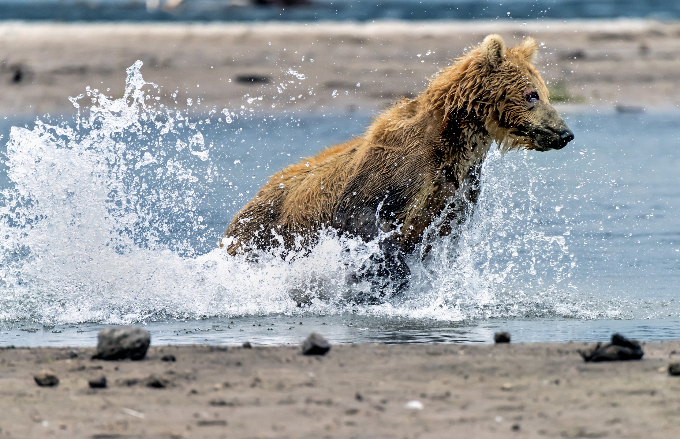 Kamchatka 2016 - Caccia al salmone