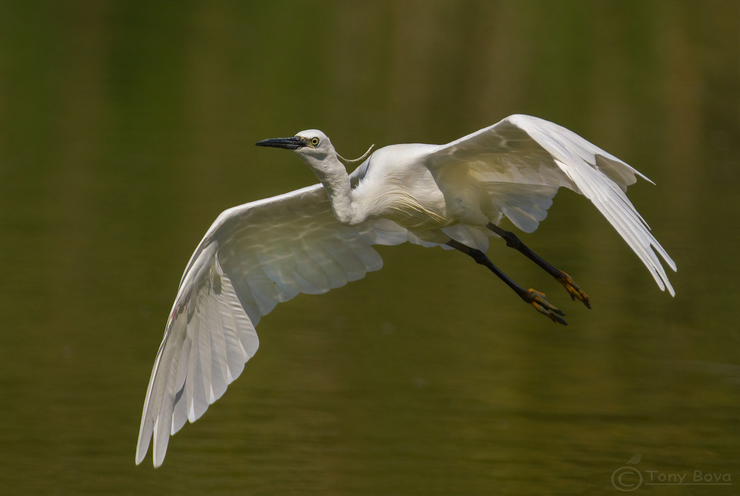 Egret in flight ...