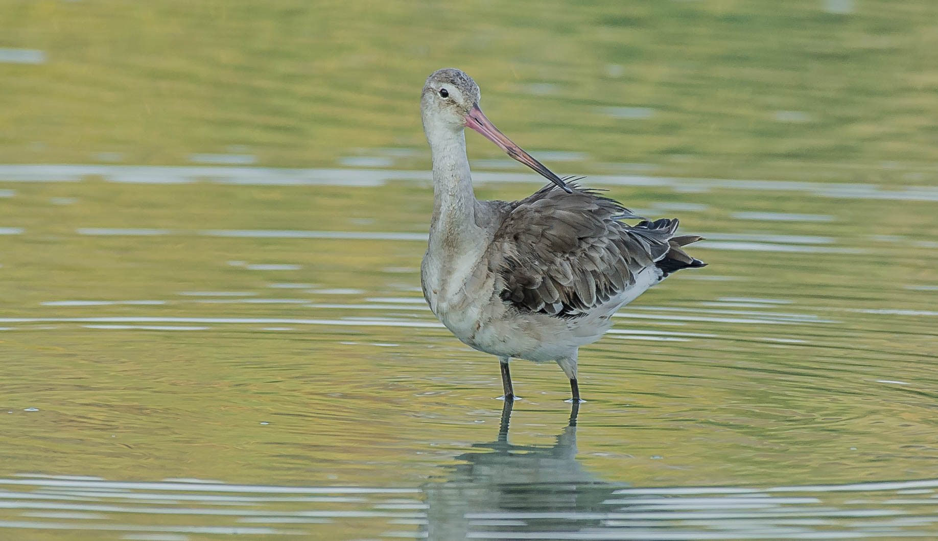 godwit less