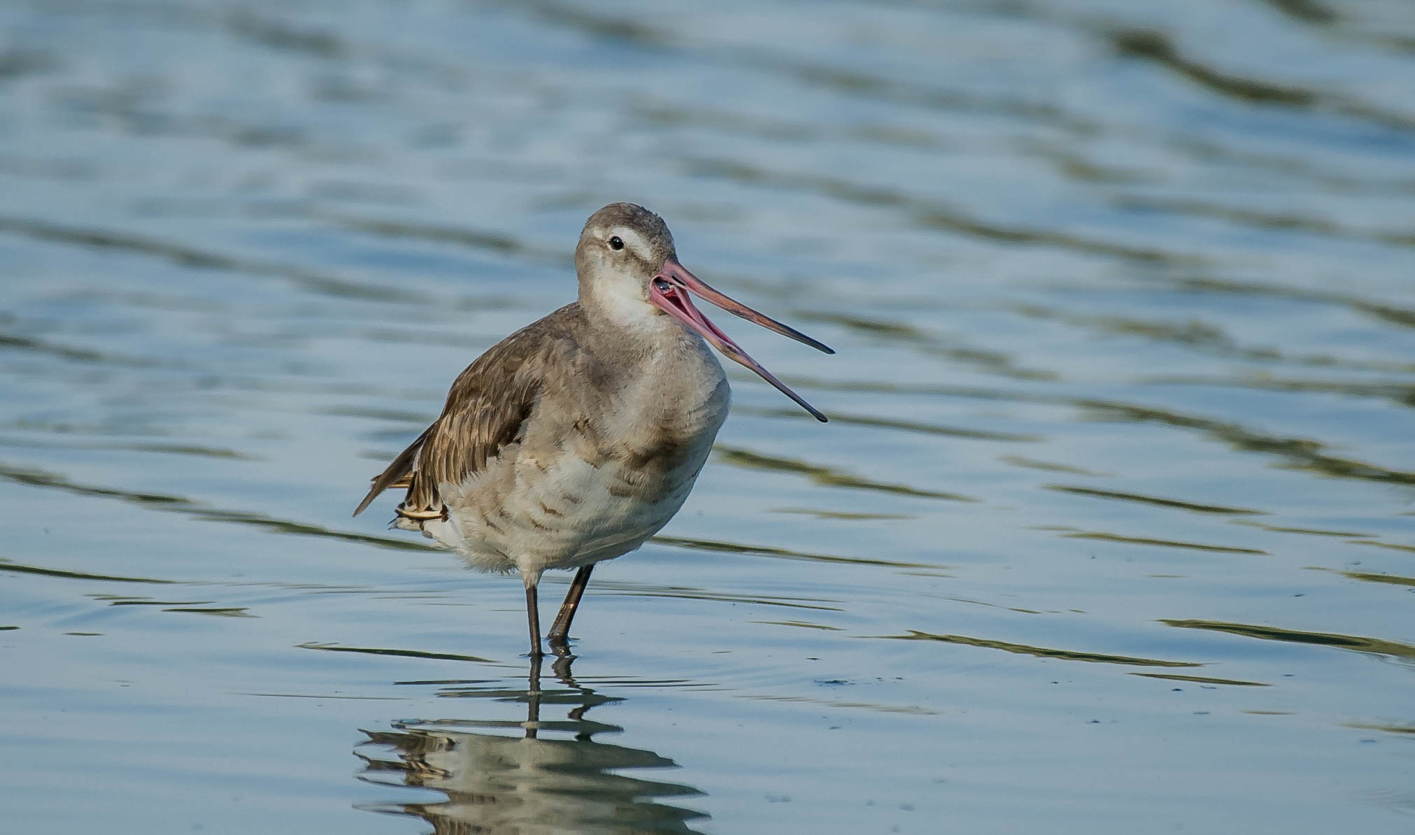 godwit less
