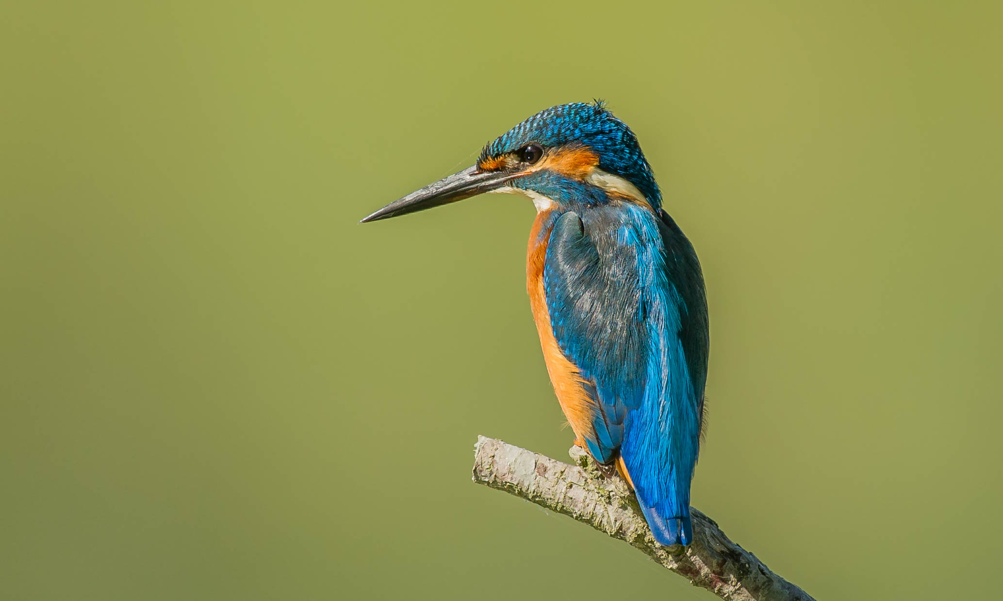 kingfisher
