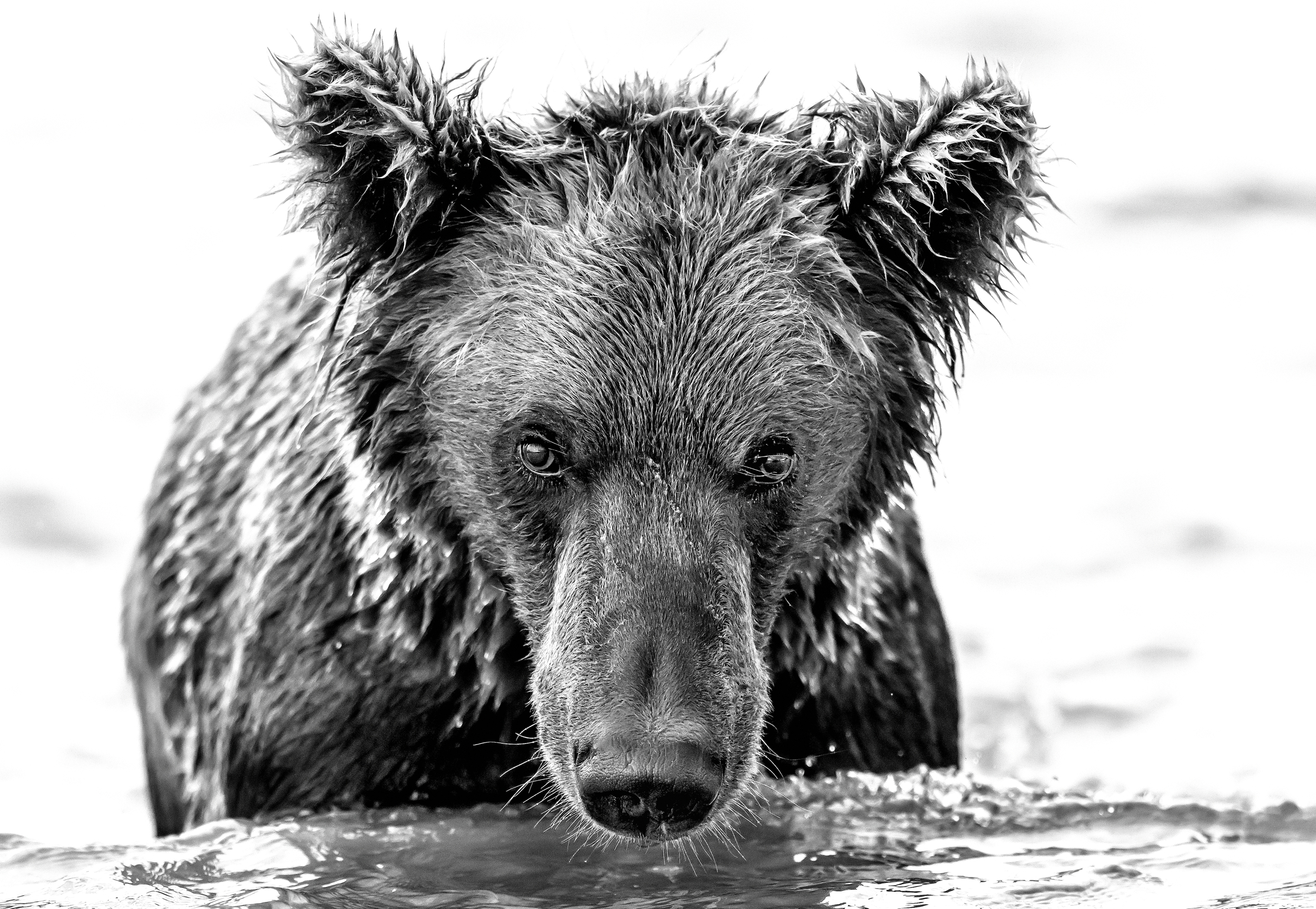 Kamchatka 2016 - Bear b&W
