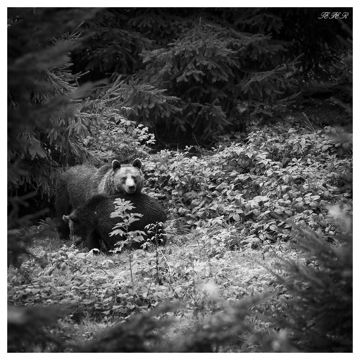 Orso bruno con coppe