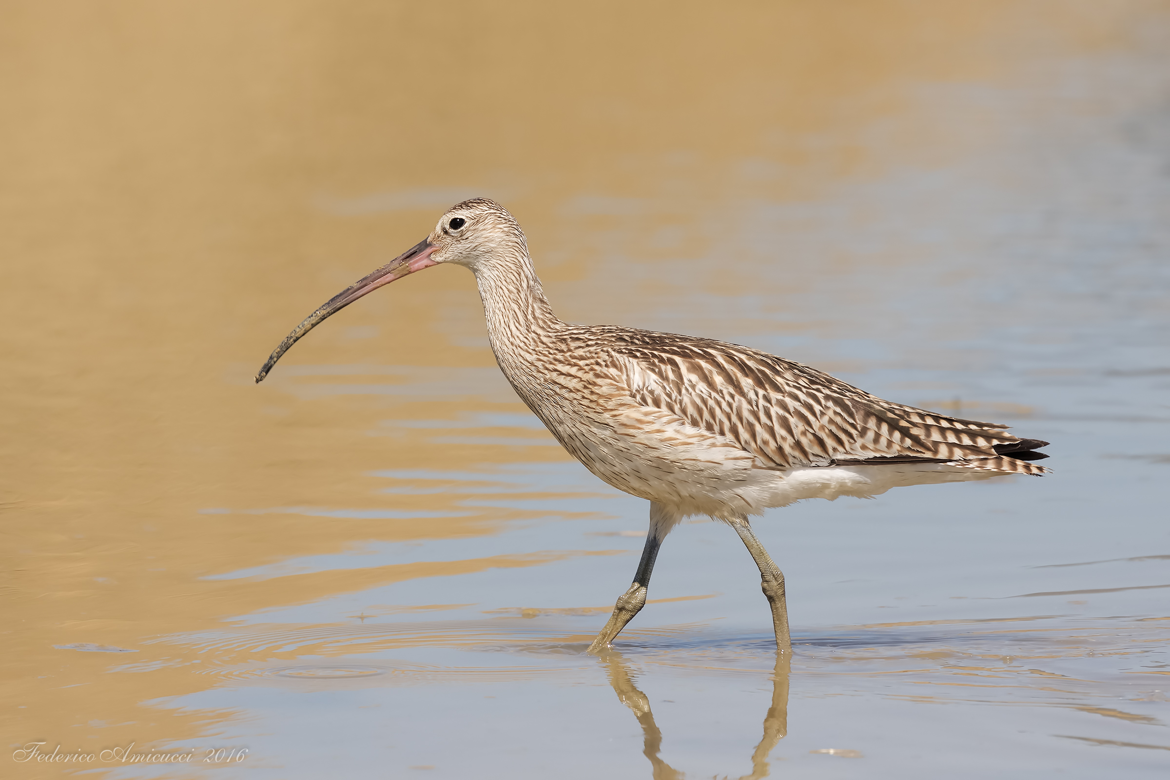 Viraggio cromatico acqueo