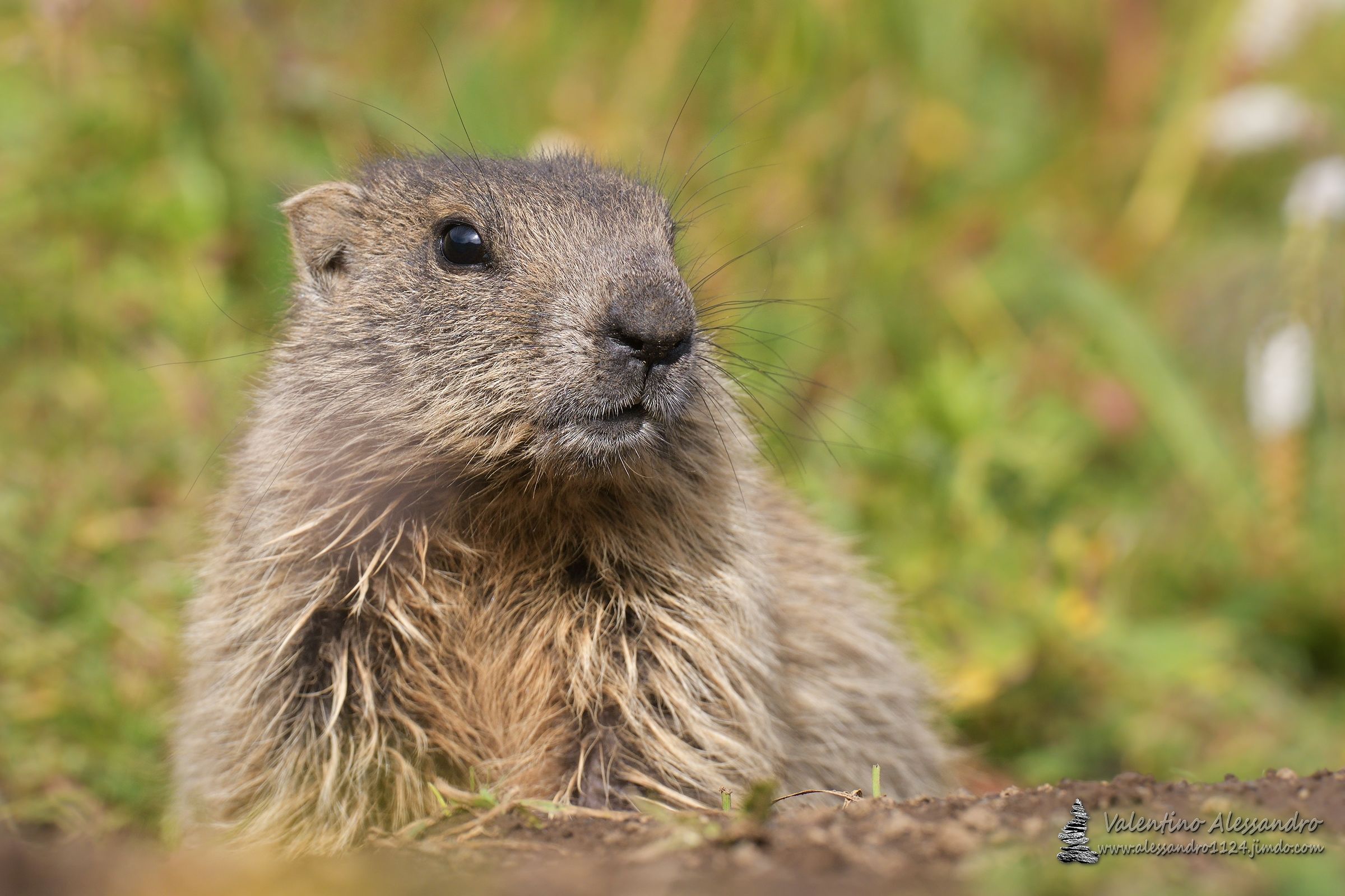 ritratto di giovane marmotta