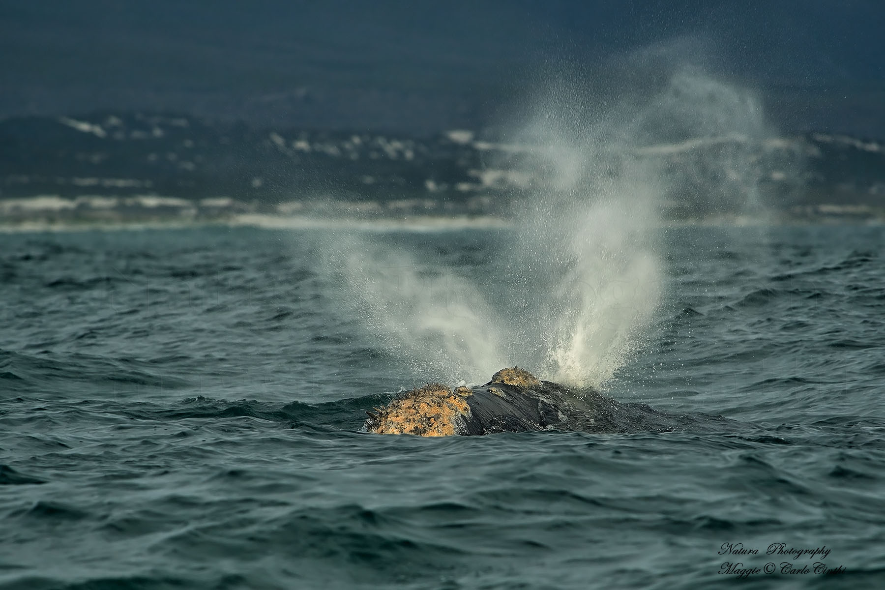 Southern Right whale