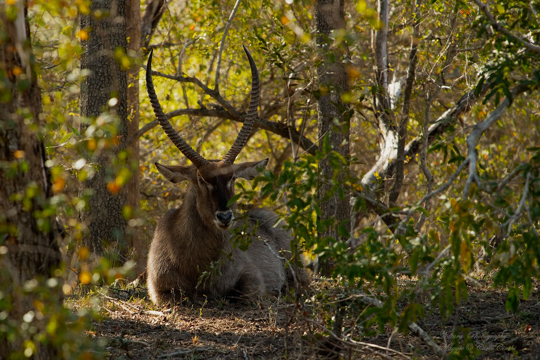 Waterbuck