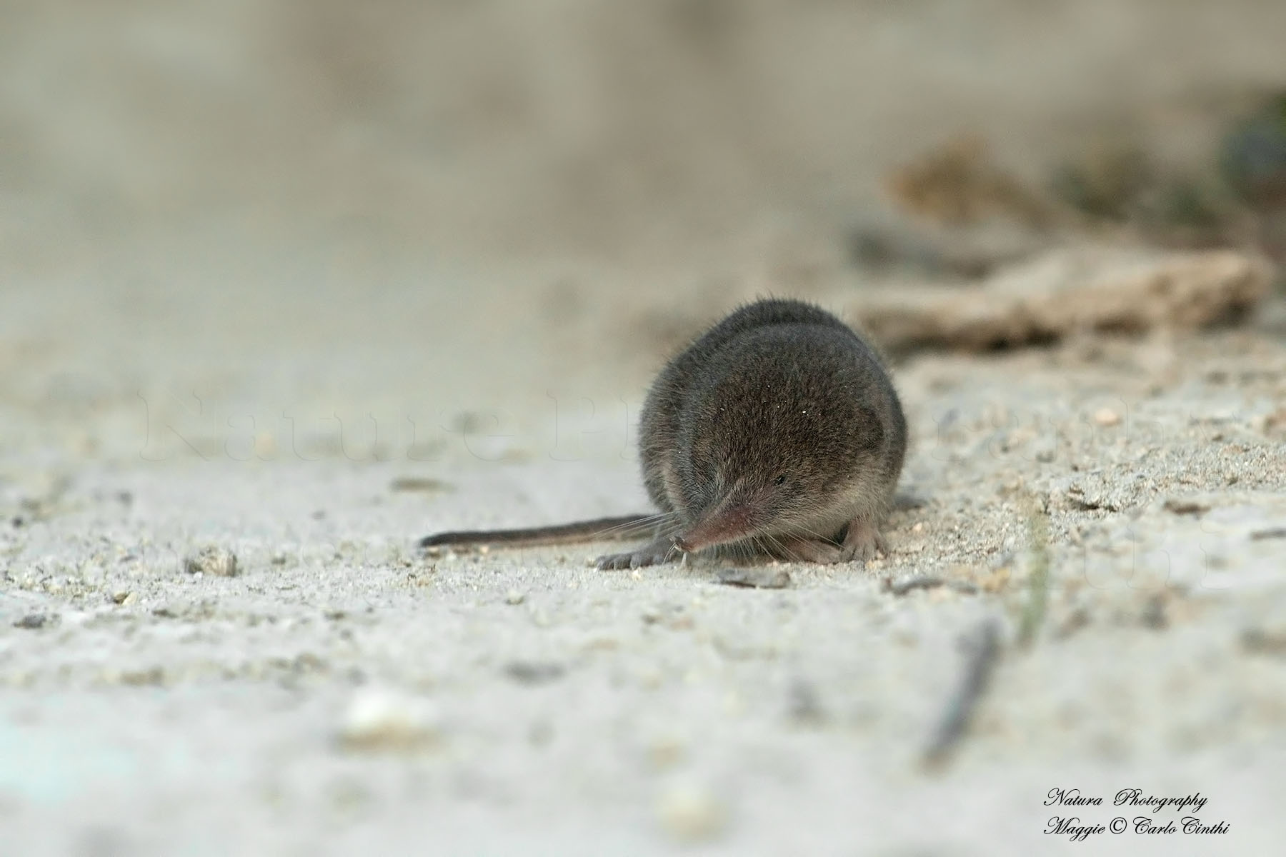 Shrew (Sorex araneus)