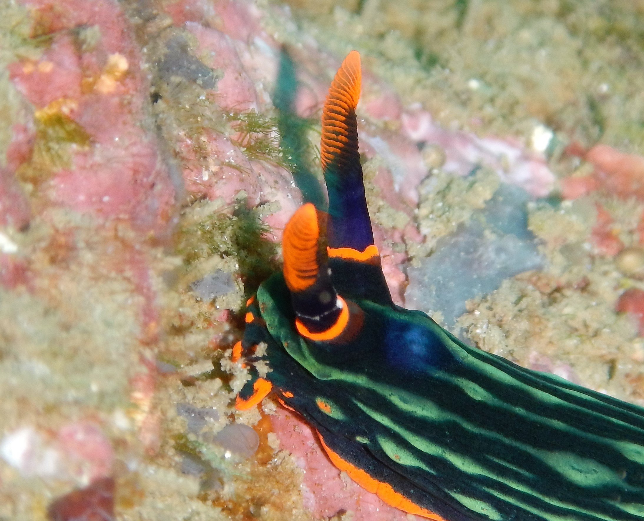 Nudibranch in Bali