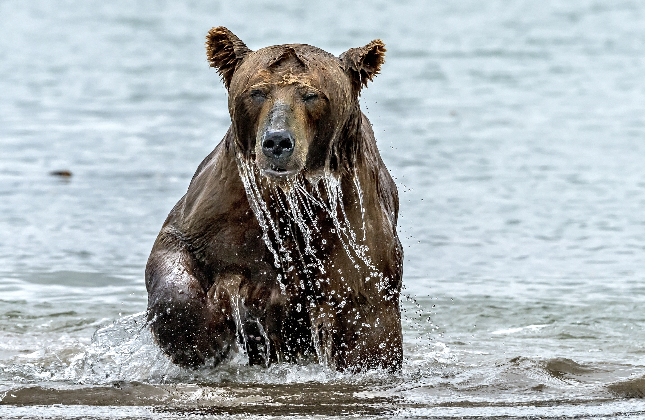 Kamchatka 2016 - Emersione
