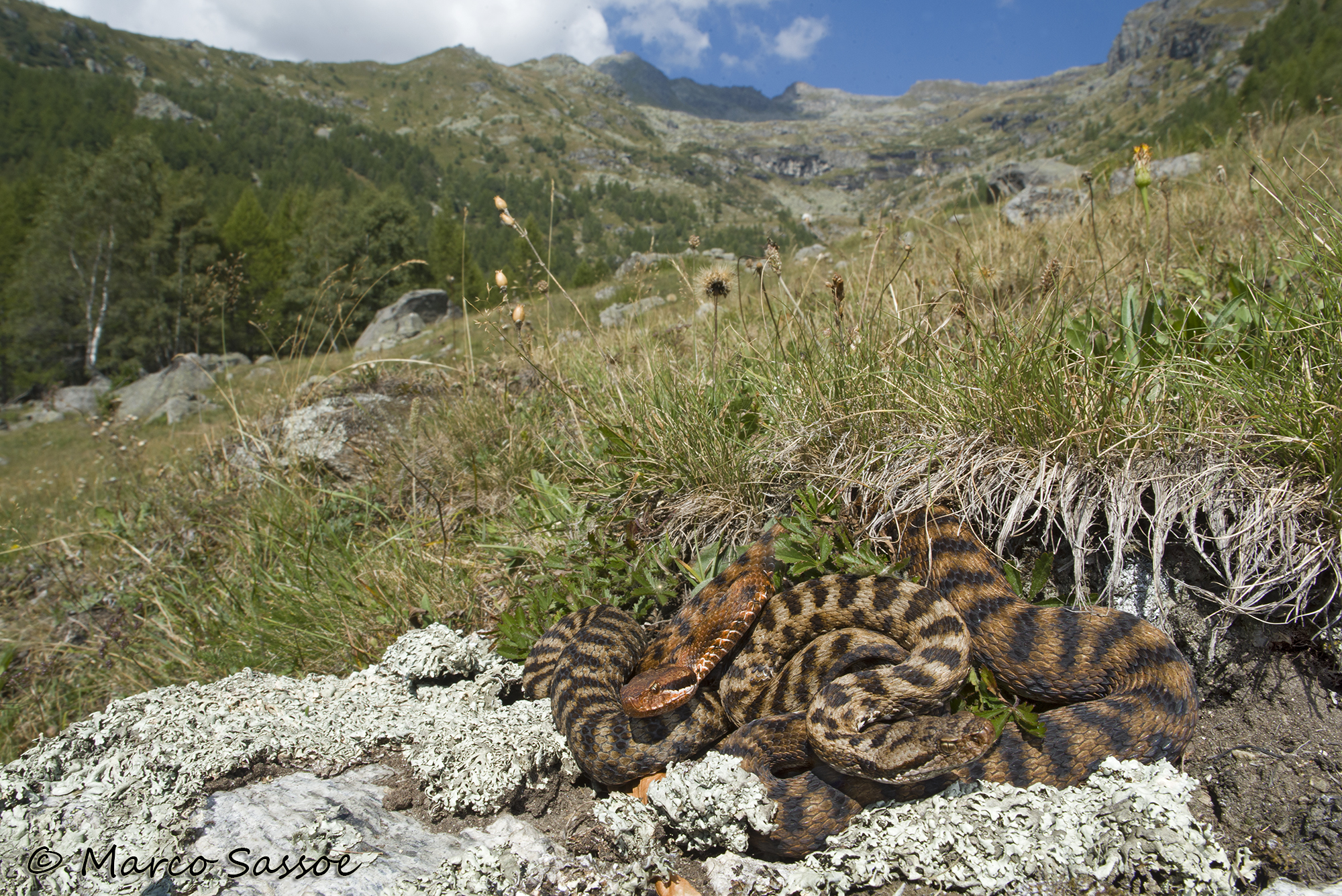 Coppia di Vipera aspis