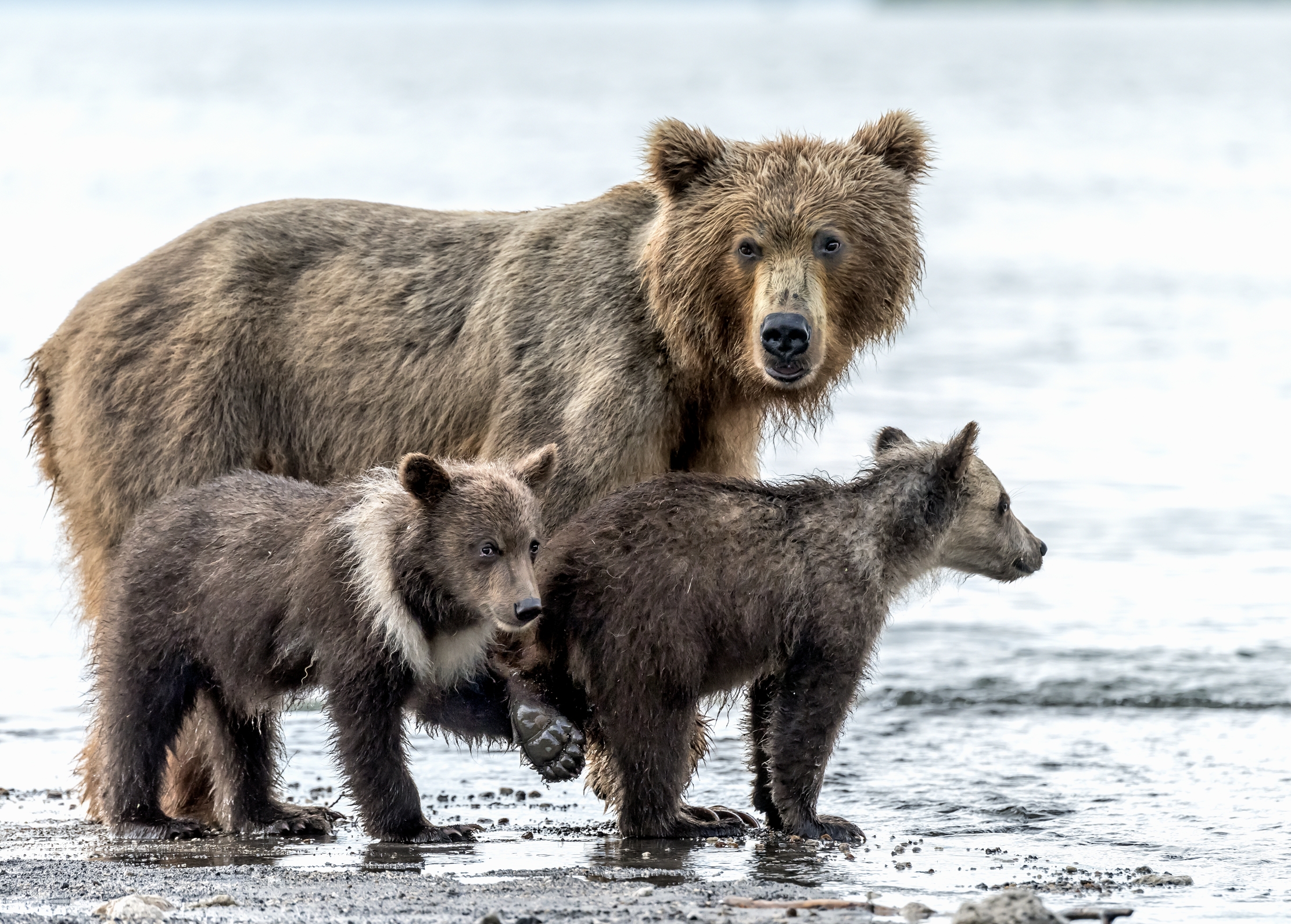 Kamchatka 2016 - Il piedino