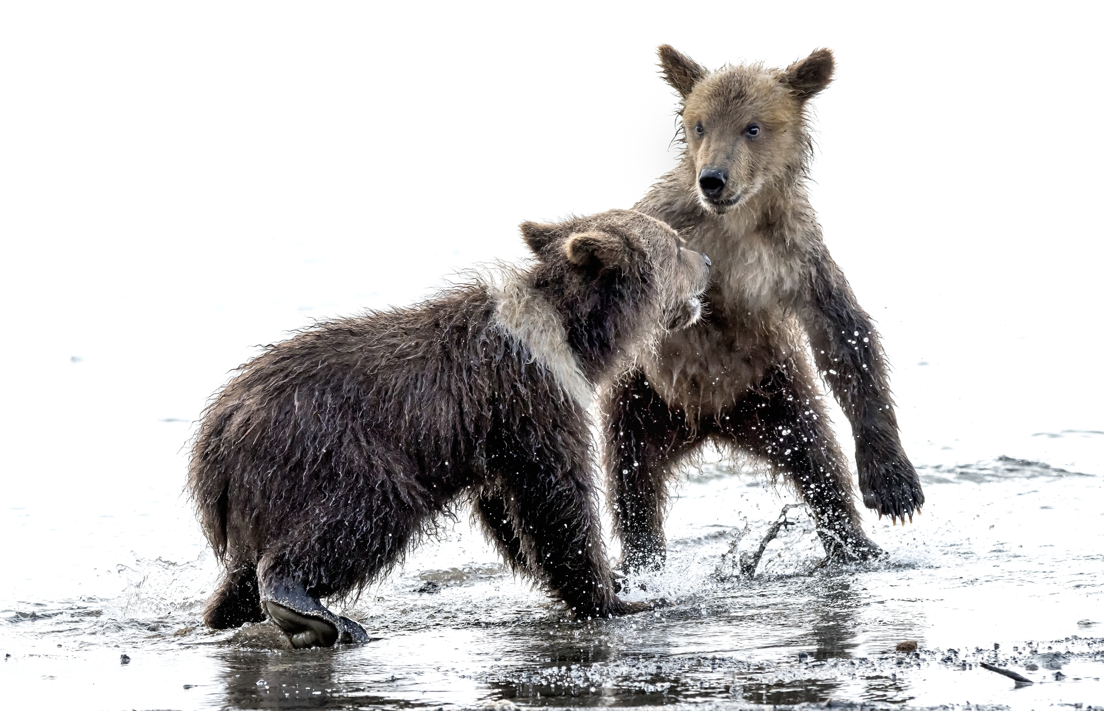 Kamchatka 2016 - Piccoli confronti