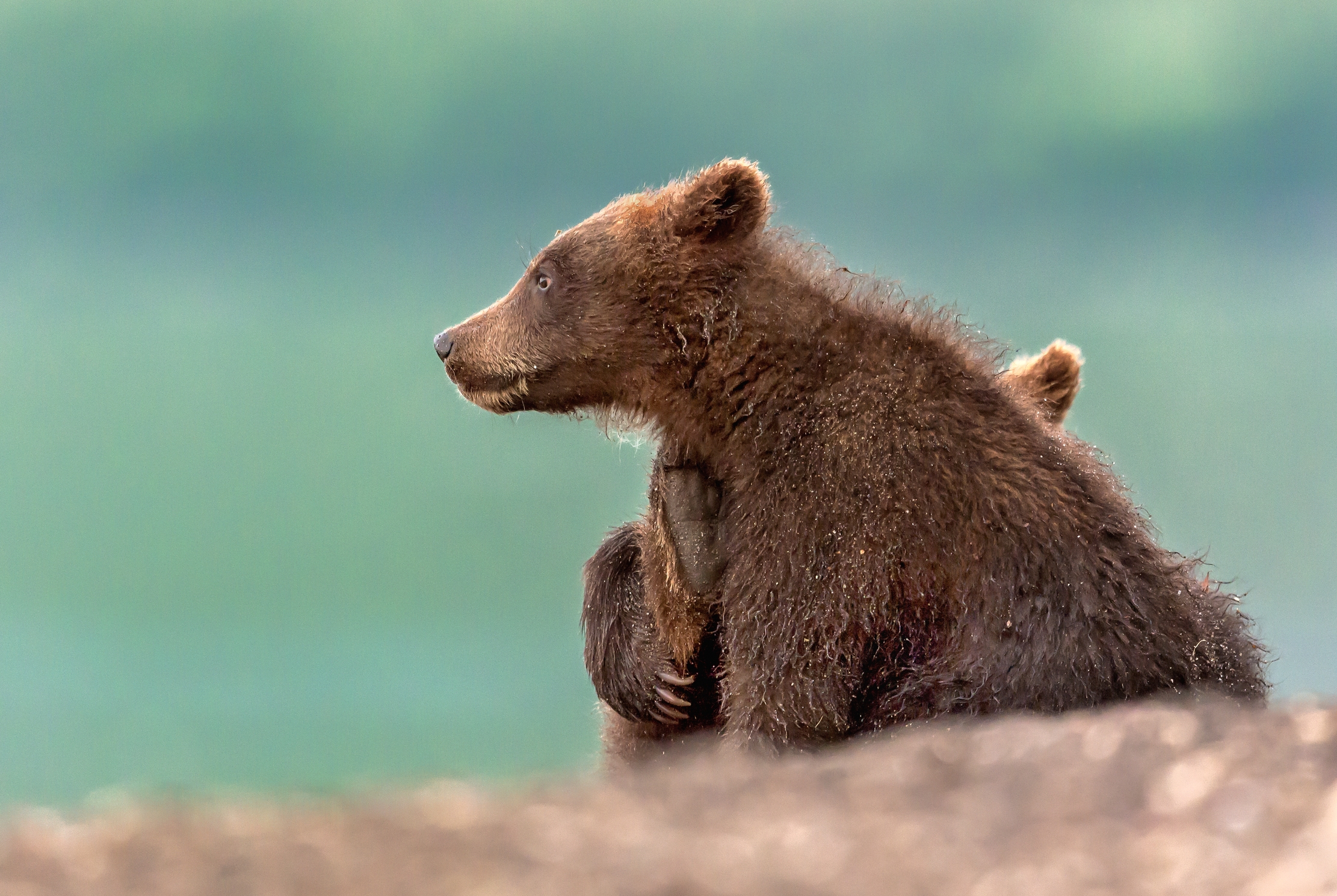 Kamchatka 2016 - Profilo
