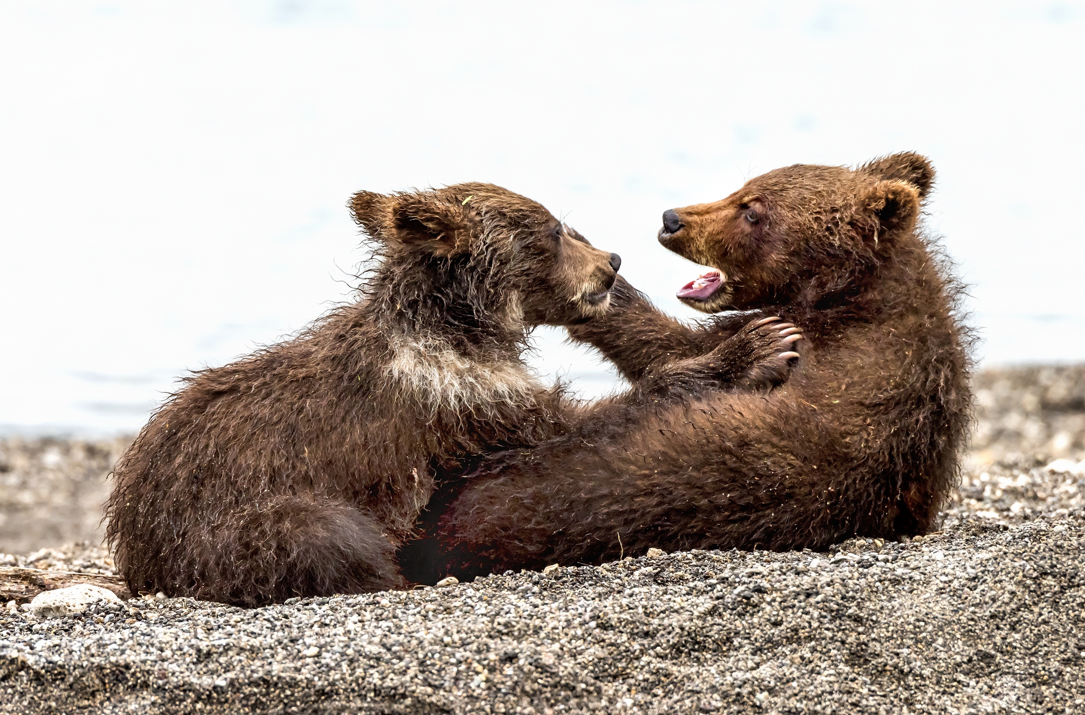 Kamchatka 2016 - Affetto e giochi