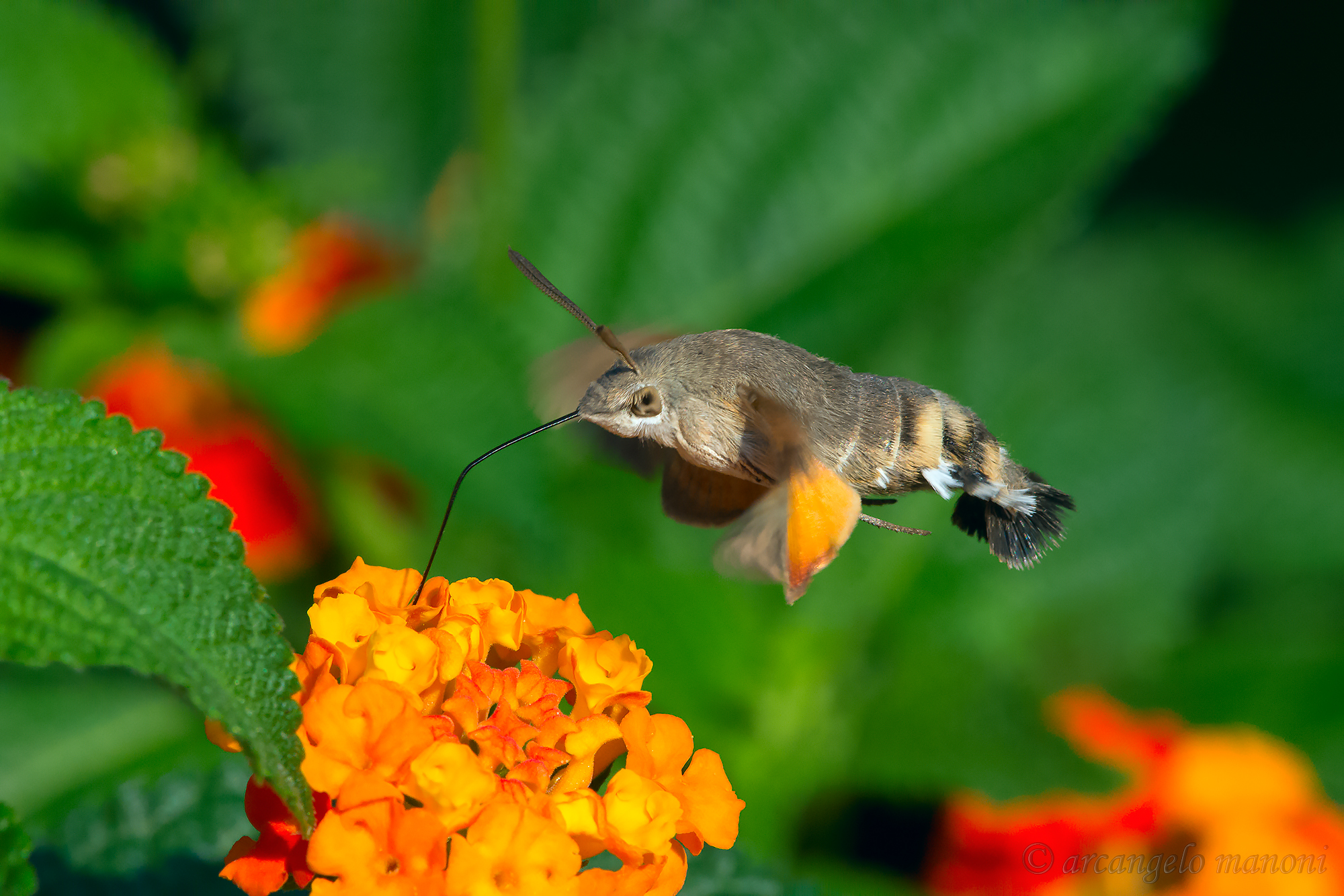 macroglossum: il campione dei rifornimenti in volo